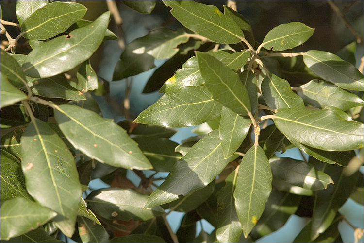 Dub cesmínovitý (Quercus ilex). Foto: Dr. Amadej Trnkoczy (CC BY-NC-SA 3.0)