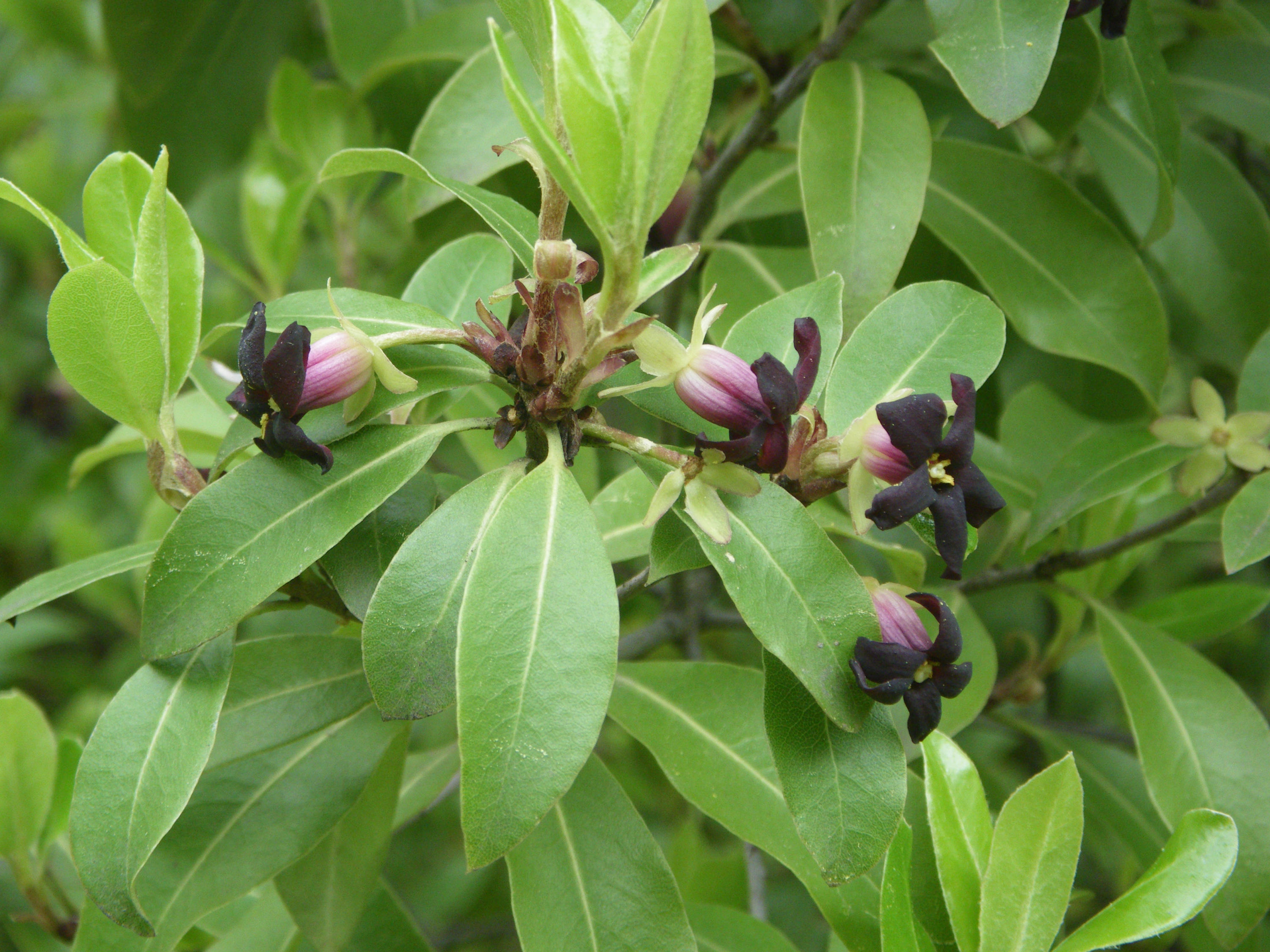 Slizoplod černající (Pittosporum tenuifolium). Foto: Cillas (CC BY-SA 4.0)