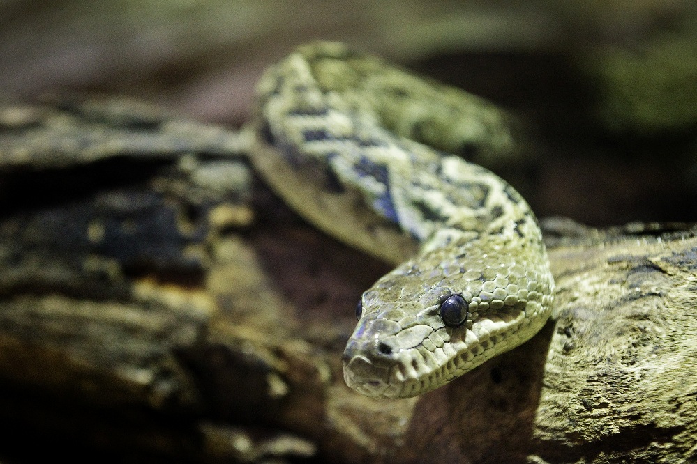 Hroznýšovec kubánský, foto (c) Tomáš Adamec, Zoo Praha