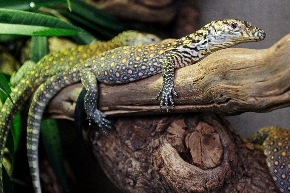 Mládě varana komodského. Foto: Tomáš Adamec, Zoo Praha