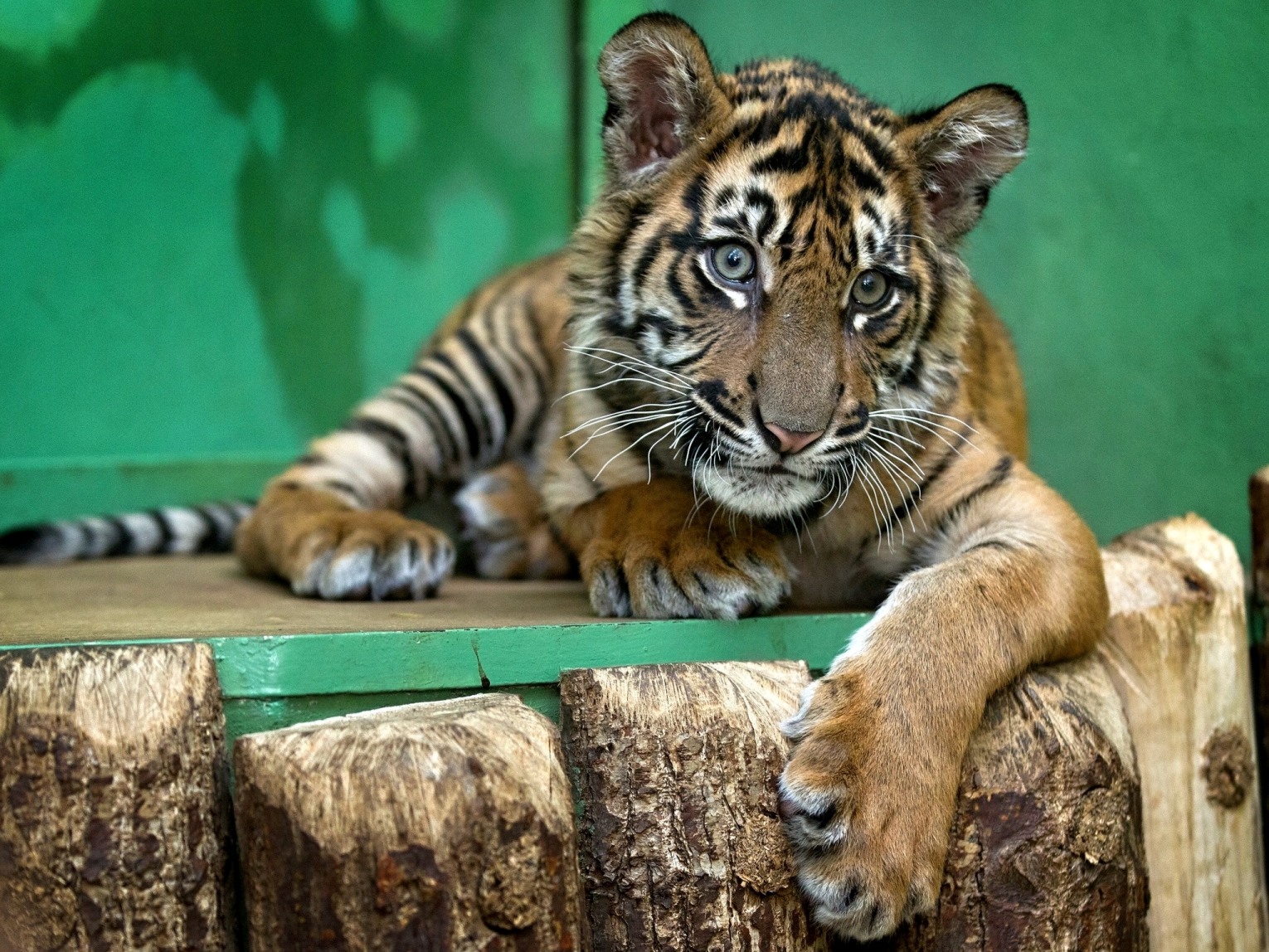 Mládě tygra. Foto: Tomáš Adamec, Zoo Praha
