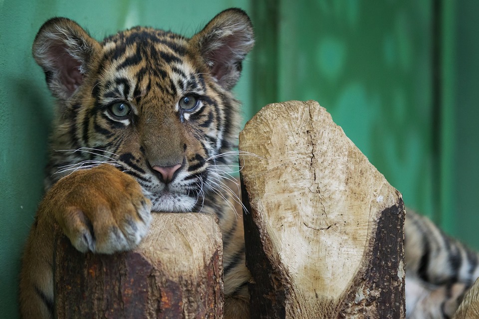 Tygříka uvidíte již v pondělí 23. prosince. Foto: Tomáš Adamec, Zoo Praha