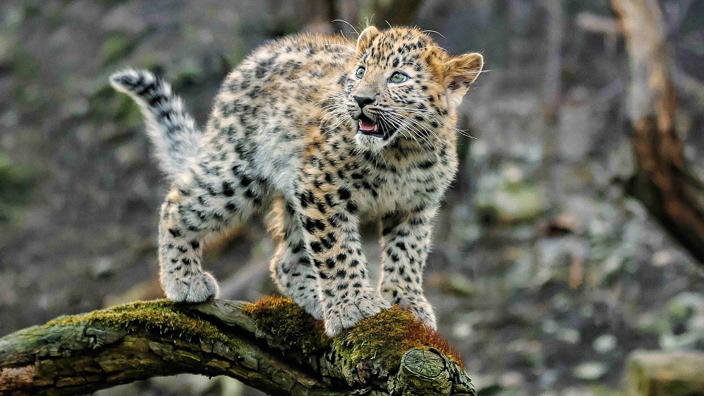 Kotě levharta mandžuského. Foto: Archiv Zoo Praha