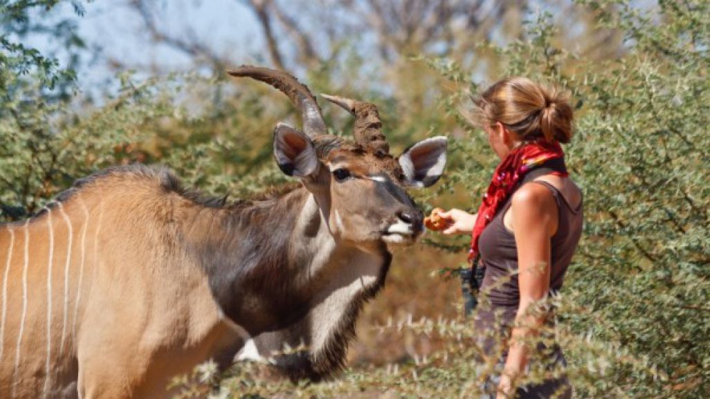 Saving The Giant Eland In Senegal