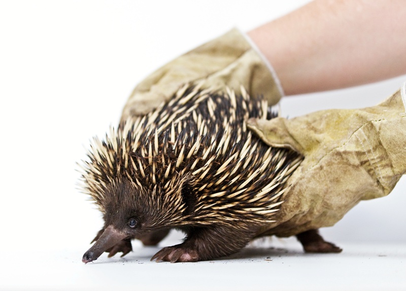 Ježura australská, foto (c) Tomáš Adamec, Zoo Praha