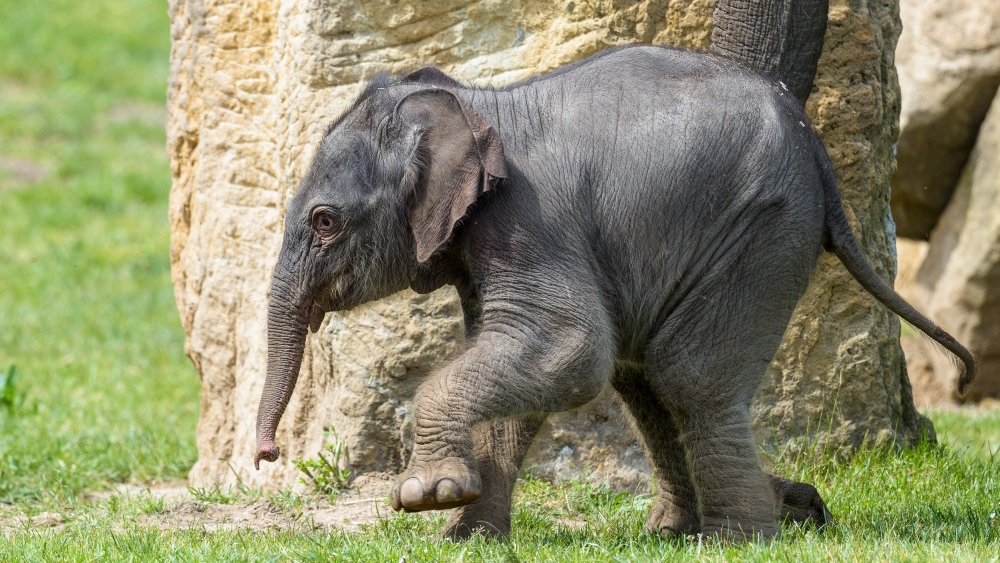 Foto: Petr Hamerník, Zoo Praha