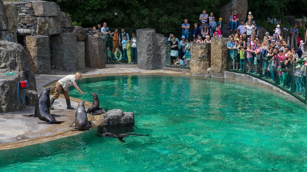Děti čeká v první školní den v Zoo Praha speciální vystoupení na téma „Jak se učí lachtani v Zoo Praha?“. Foto: Petr Hamerník, Zoo Praha