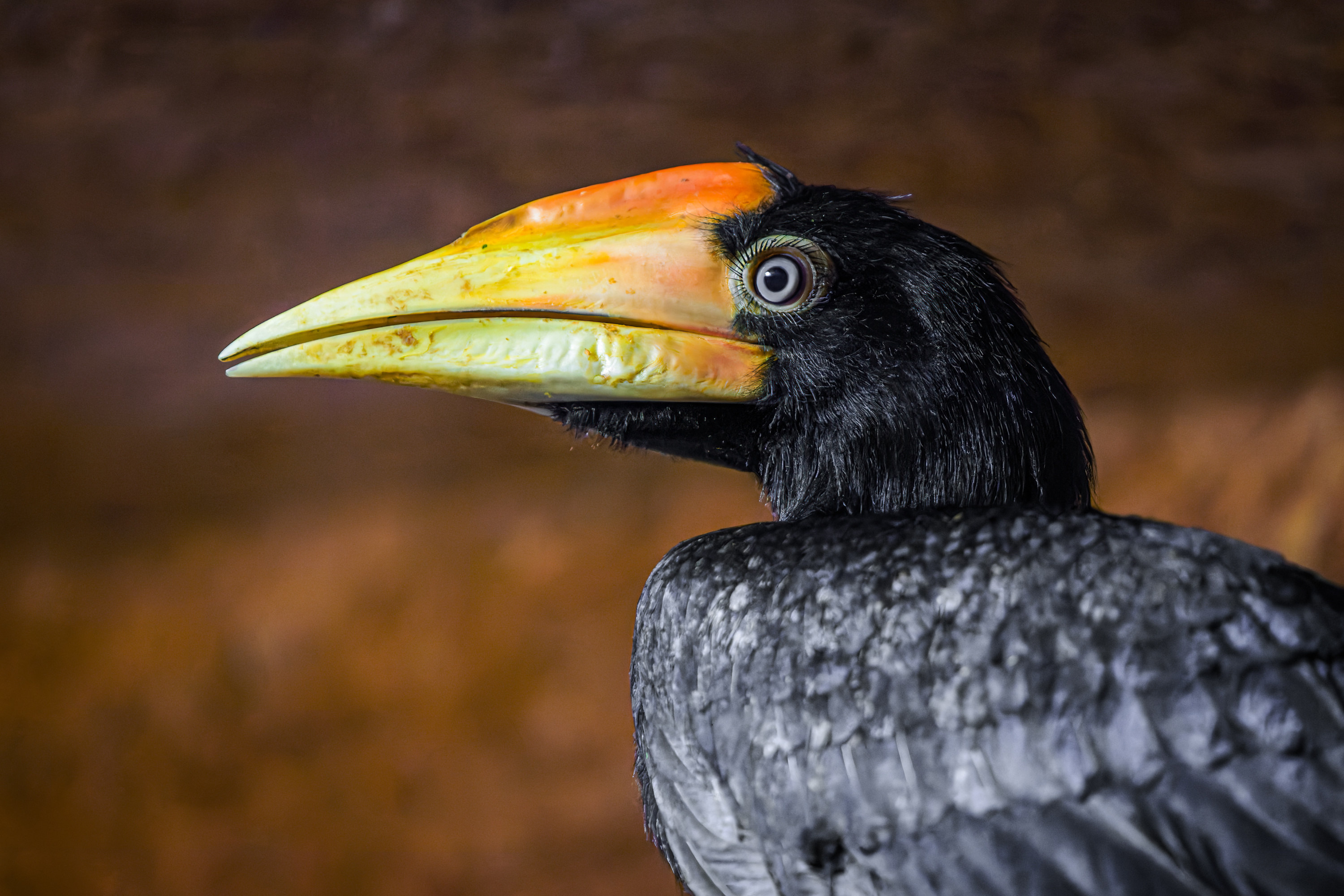 At present, the young bird’s bill shows only a hint of the casque that is so typical of all three hornbill species. This unusual feature is reflected not only in the common name of the genus, but also in its scientific name. Buceros combines the Ancient Greek βοῦς (ox) and κέρας (horn), loosely translated as “ox horn”. Photo: Petr Hamerník, Prague Zoo