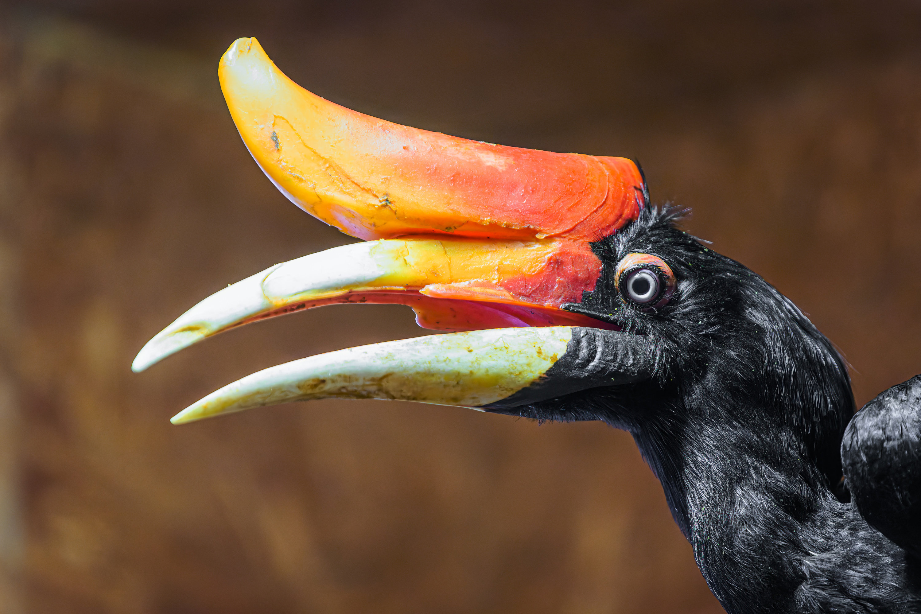 A close-up of the chick’s mother, Sharjah, a female rhinoceros hornbill. Hornbill sex is determined by eye colour: while females’ irises range from white to azure, males’ irises are red. Chicks have light-coloured irises regardless of sex. Photo: Petr Hamerník, Prague Zoo