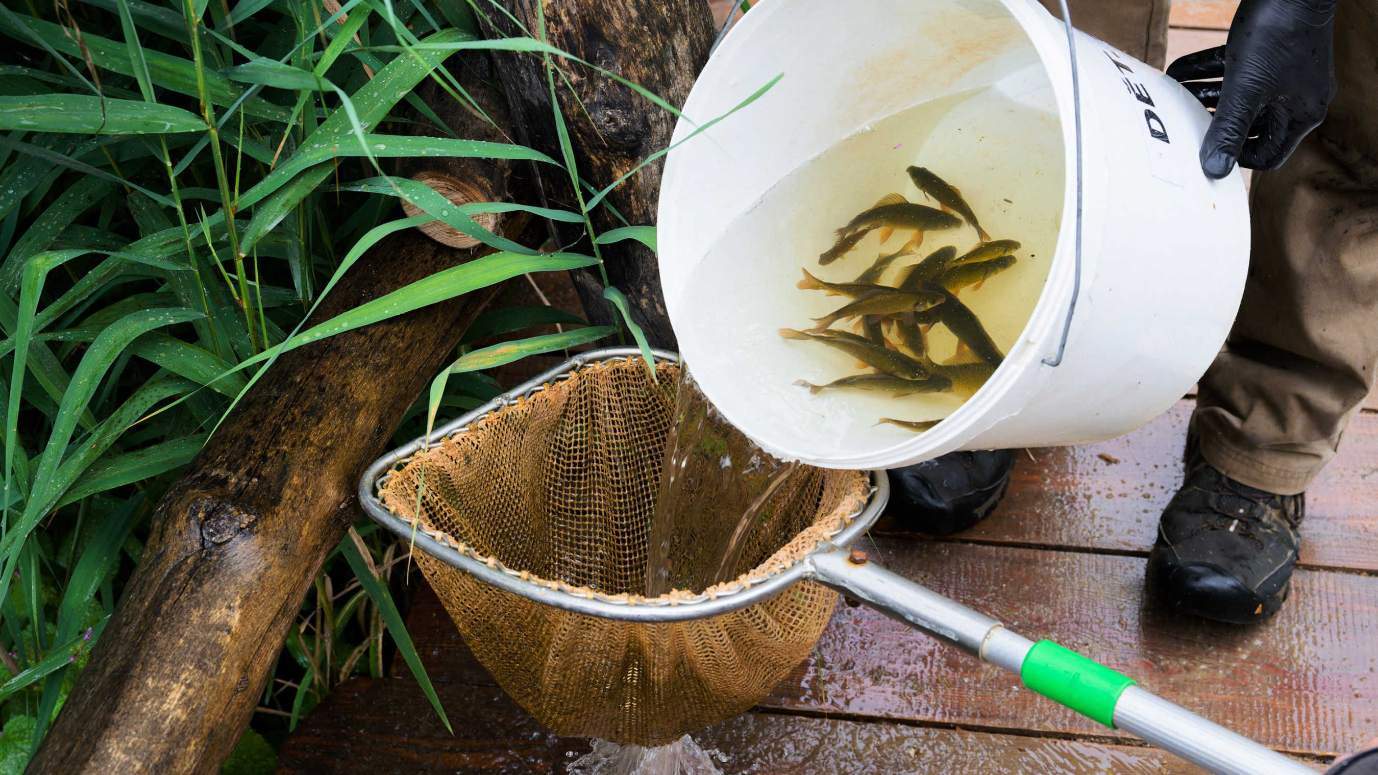 Catching young crucian carp in a pond at Prague Zoo and getting them ready to be taken to Michle, Prague. Photo: Petr Hamerník, Prague Zoo 