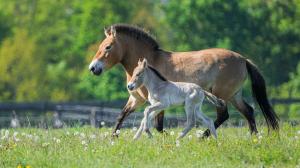The Przewalski's mare Gruhne and her two-day-old foal at Prague's Dívčí hrady. Photo Petr Hamerník, Prague Zoo
