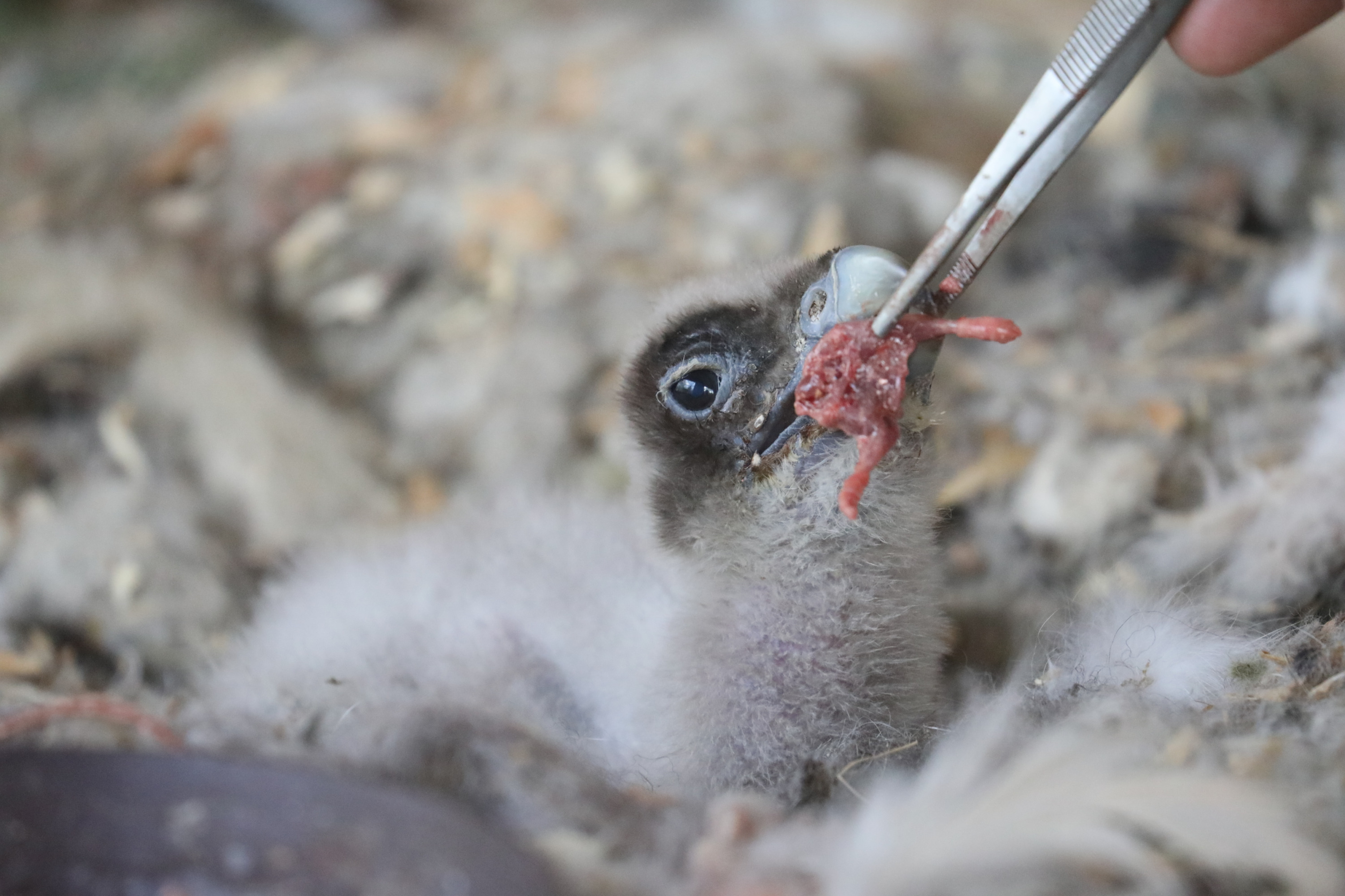 Even after being returned to its parents, the chick was monitored for the first few days, primarily through weighing and supplementary feeding. The breeding pair has now fully taken over care of the chick. Photo: Antonín Vaidl, Prague Zoo