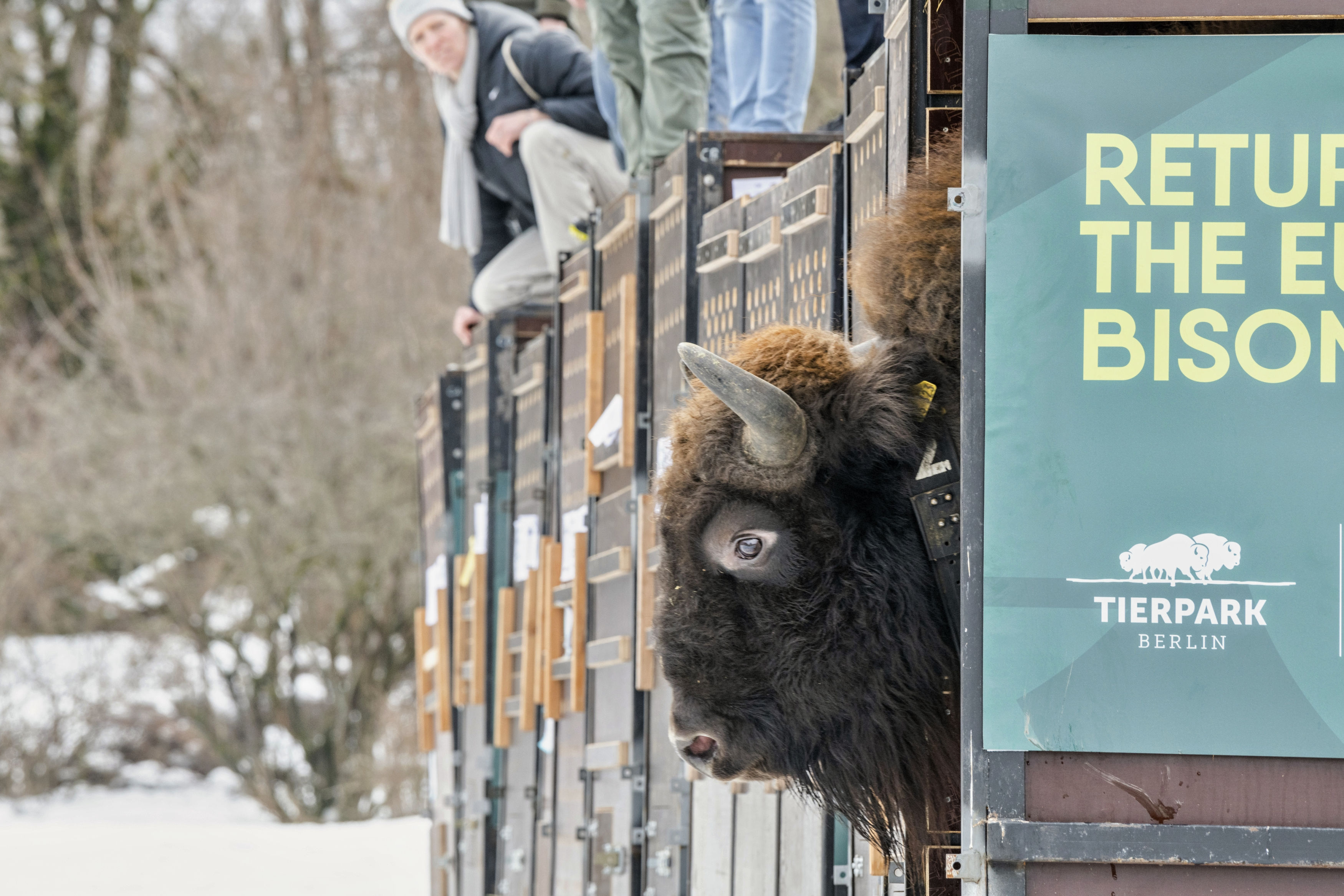 The head of one of the three bulls. Photo: Emil Khalilov, WWF 