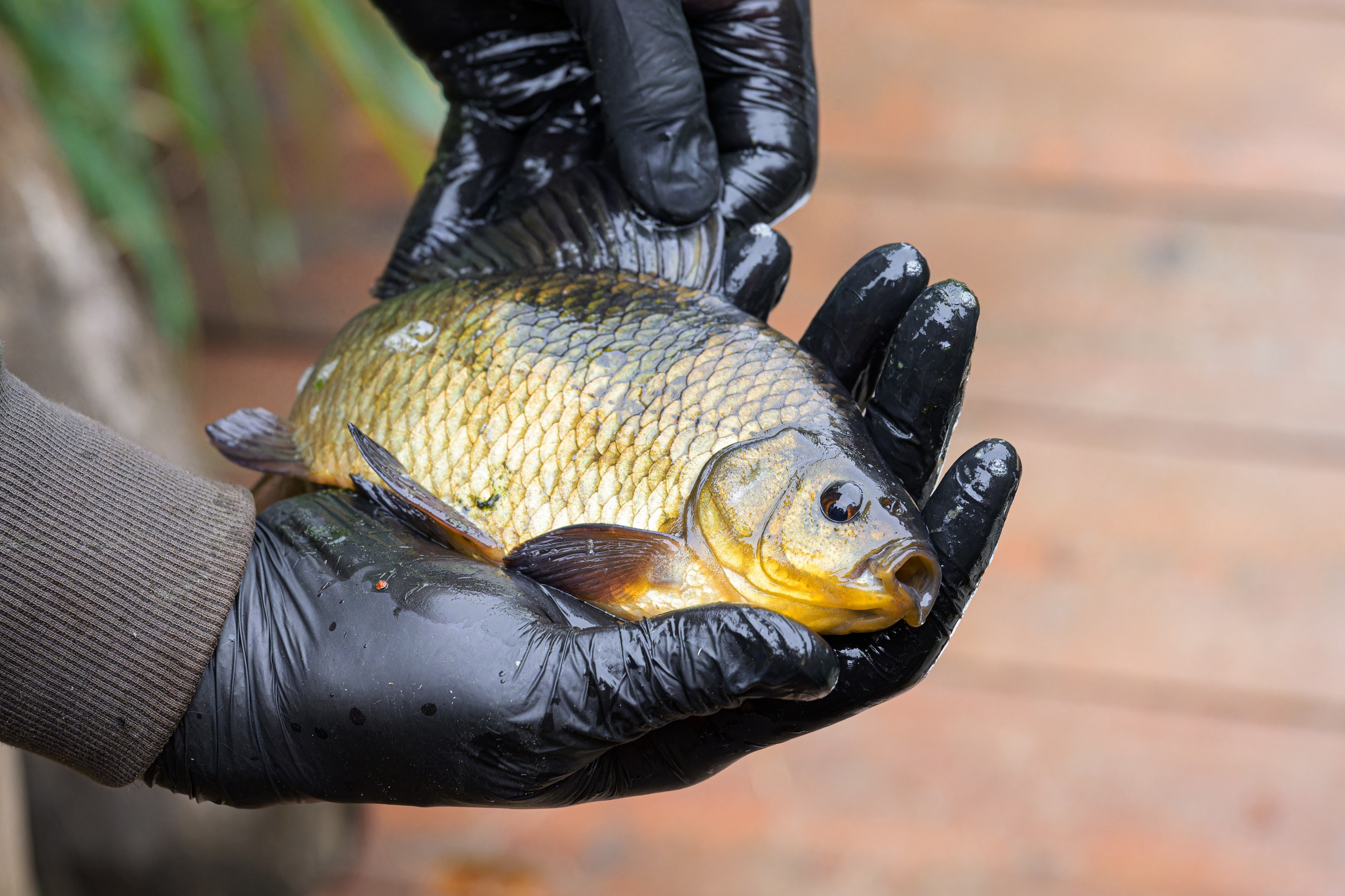 An adult crucian carp. It differs from its greatest competitor, the Prussian carp, in its colour and the shape of its dorsal fin. It can be easily distinguished from the common carp by the absence of barbels. Photo: Petr Hamerník, Prague Zoo