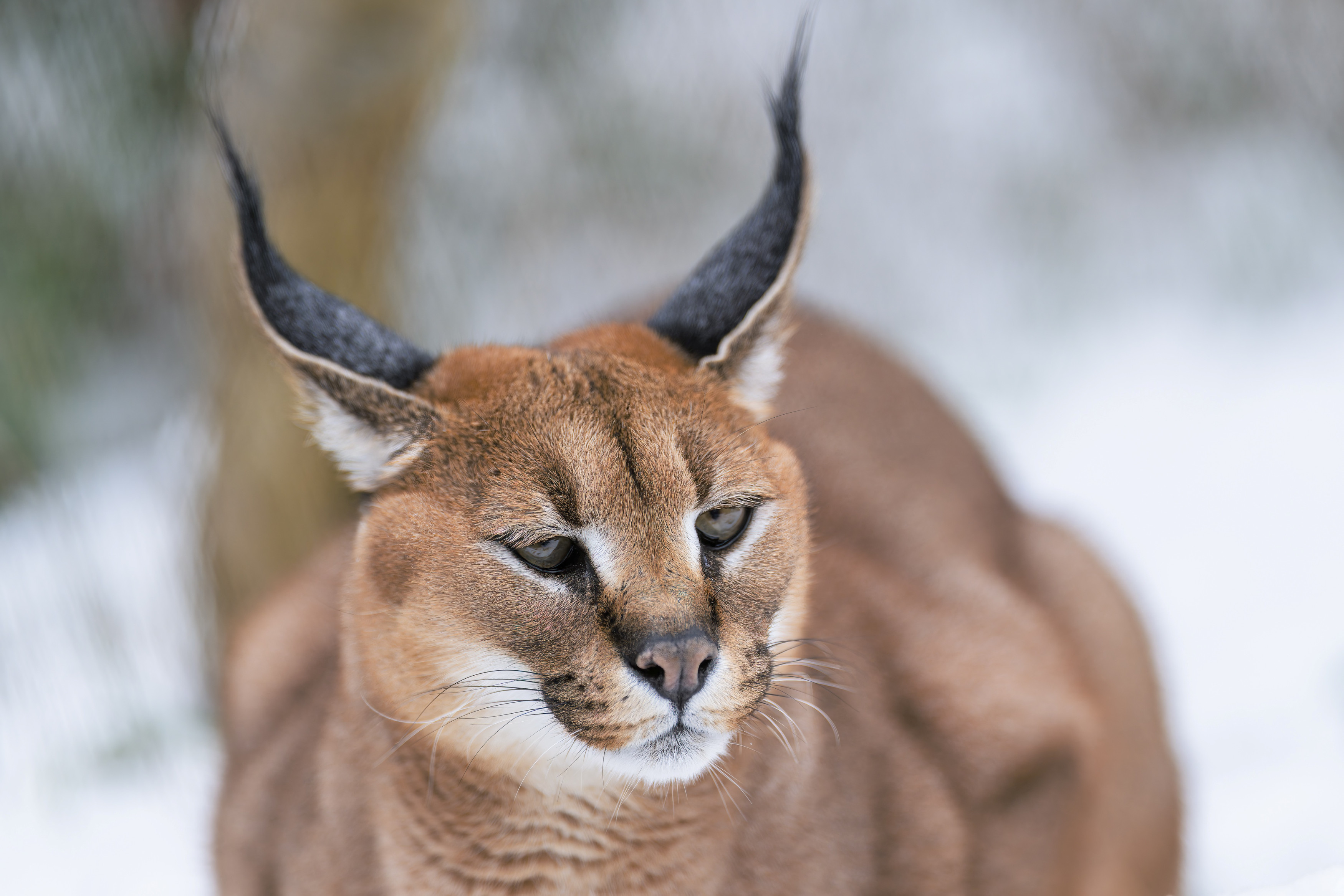 While caracals’ ear tufts grow from the entire rear surface of the ear, those of Eurasian lynxes grow only from the tip. Photo: Petr Hamerník, Prague Zoo