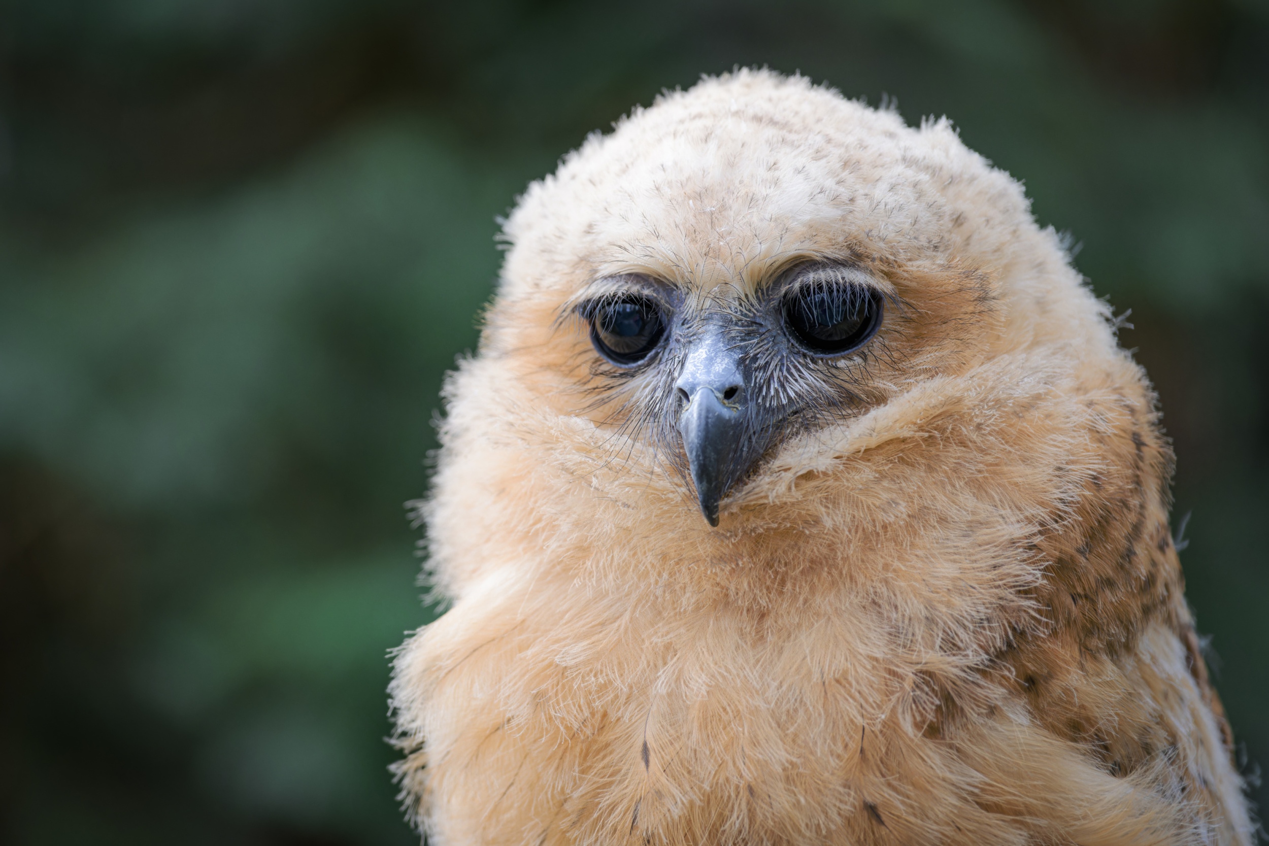Prague’s juvenile Pel’s fishing owl is a significant achievement at the global level: Prague Zoo is the only zoo that has managed to breed this rare species. Photo Petr Hamerník, Prague Zoo