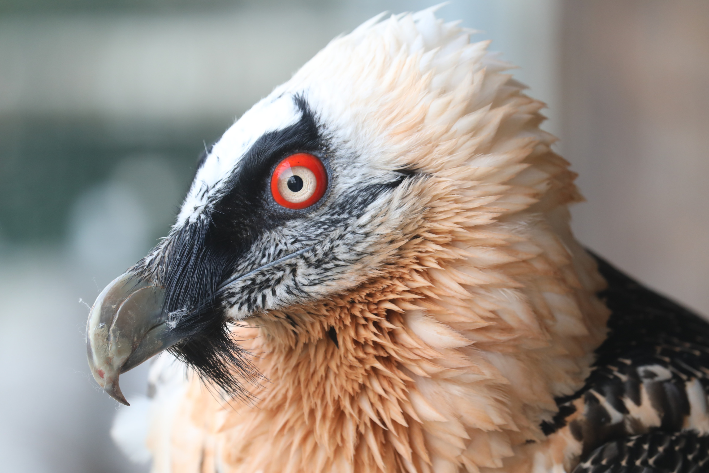 A portrait of one of the parents. The bearded vulture is an unmistakable raptor thanks to its black “beard” and red irises. Its plumage is predominantly grey-black above and white to cream-coloured below. The head and neck are densely feathered, with yellowish plumage. A black stripe runs around the eyes, merging into the aforementioned beard. Photo: Antonín Vaidl, Prague Zoo