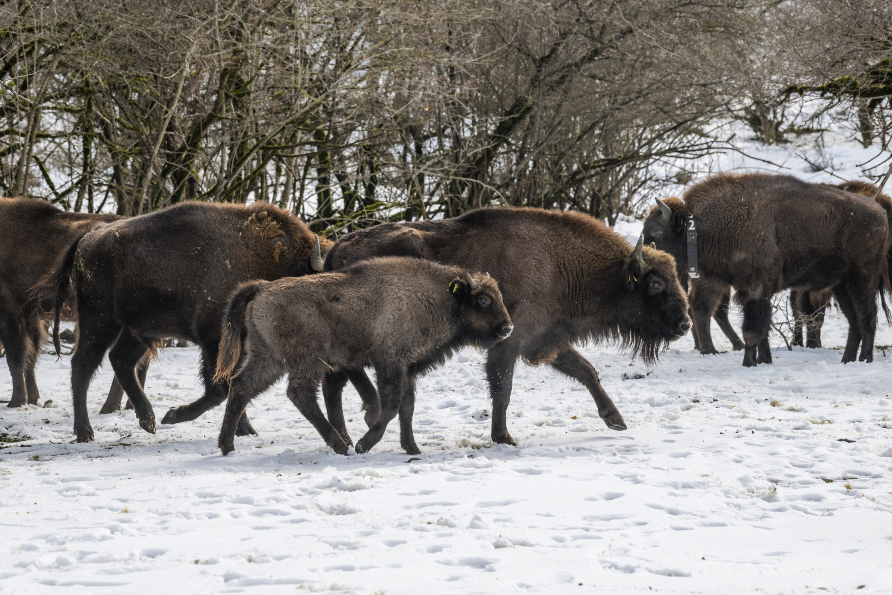 The bison herd takes its first steps in the acclimatization enclosure. Photo: Emil Khalilov, WWF