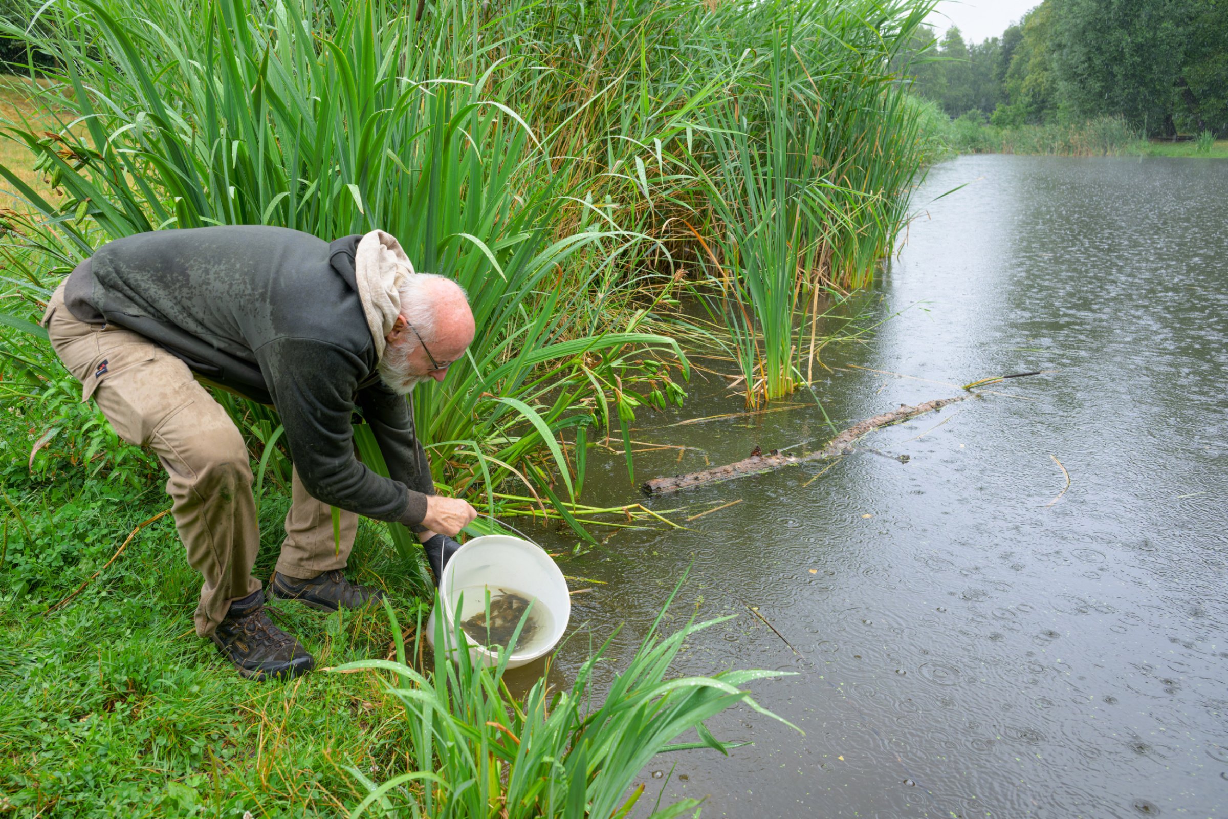Petr Velenský, Prague Zoo’s curator of reptiles, amphibians and fish, releases critically endangered crucian carp into the Interlov retention pond in Michle, Prague. Photo: Petr Hamerník, Prague Zoo
