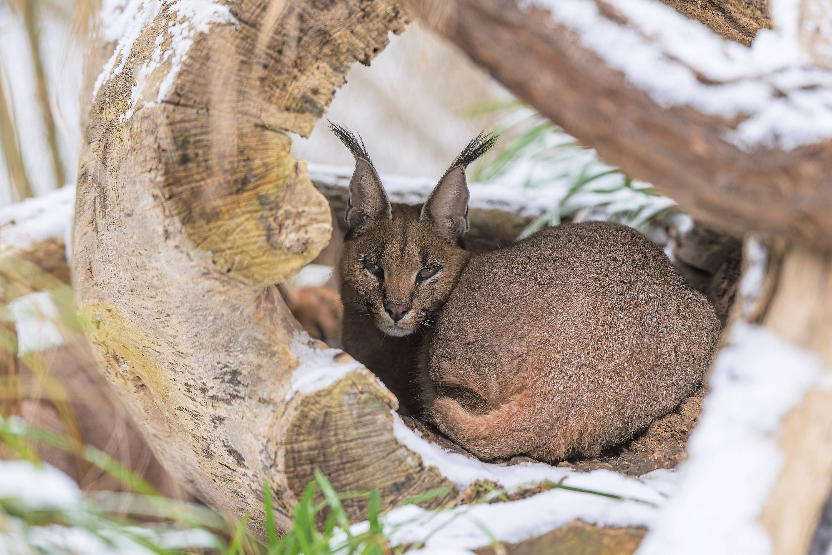 Caracals used to be found across southern and western Africa and all the way to western India; nowadays, their range is more limited. They are often considered pests by farmers. Photo: Petr Hamerník, Prague Zoo