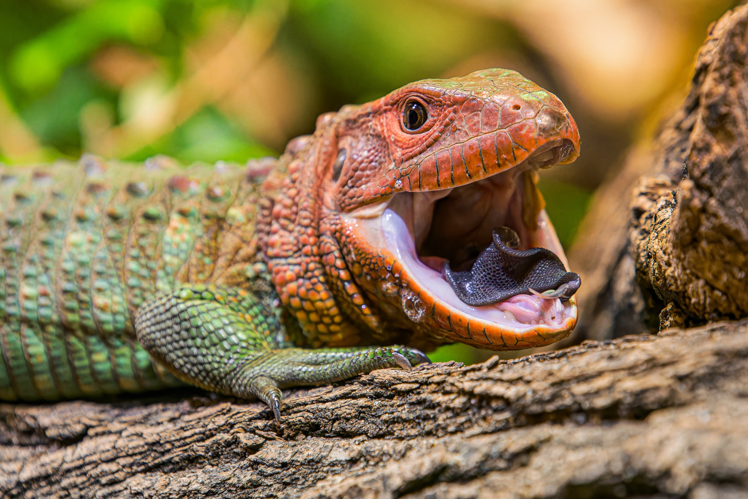 The massive orange head and large black eyes give the northern caiman lizard an attractive appearance. Its wide, dark tongue is also quite captivating. Photo Petr Hamerník, Prague Zoo