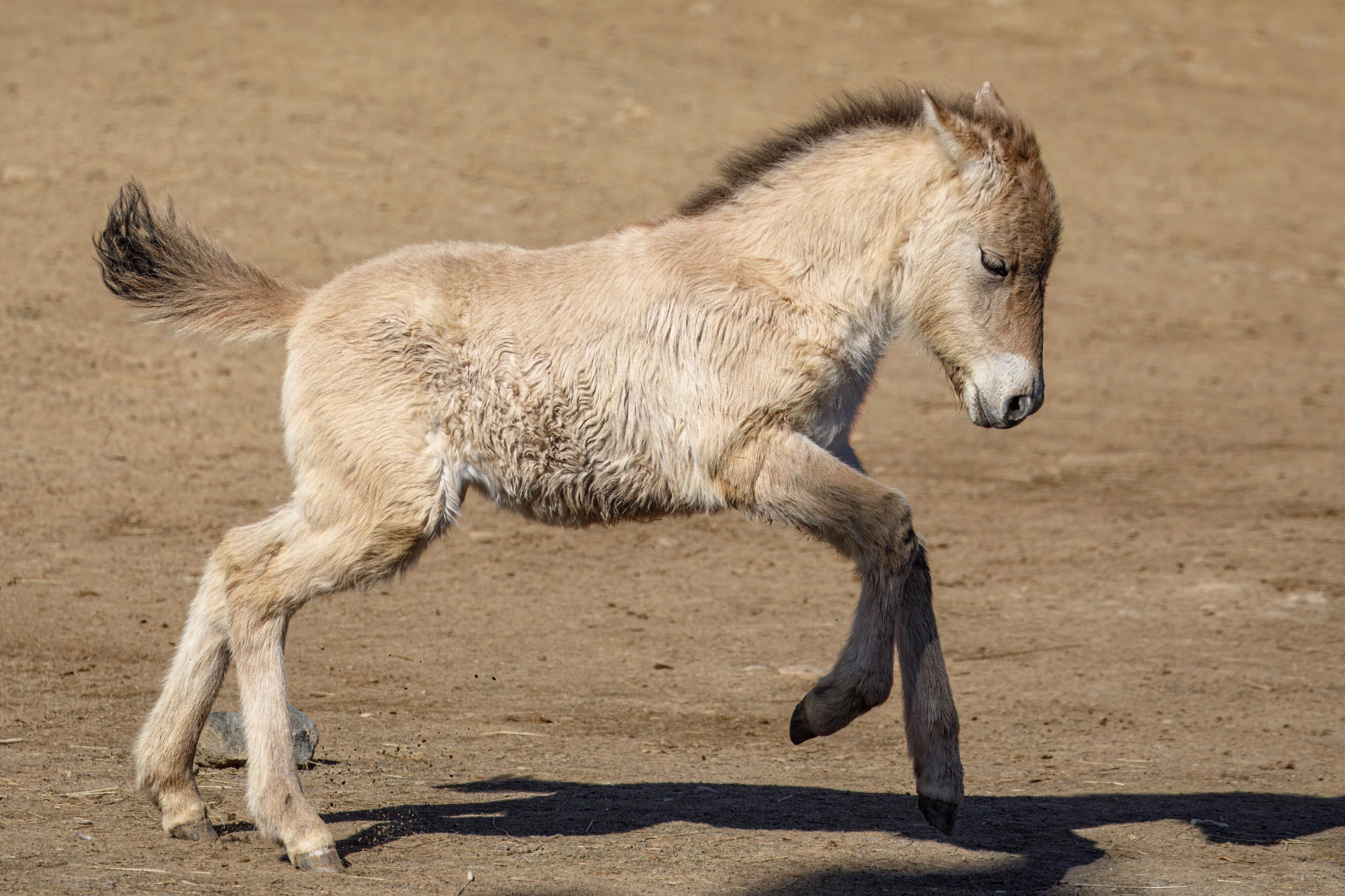 The filly Dagina can be seen  at Prague Zoo’s Mongolian Gobi exhibit. Photo Miroslav Bobek, Prague Zoo