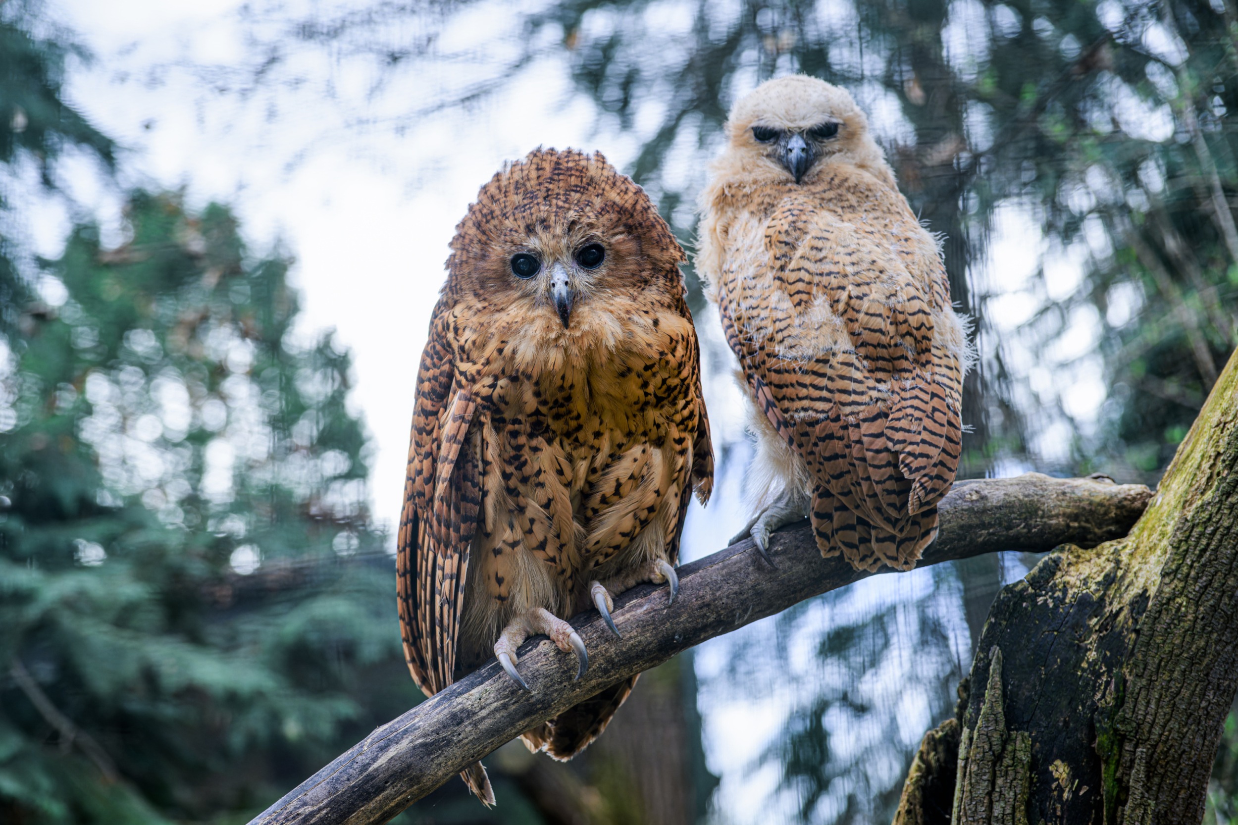 The juvenile Pel’s fishing owl (pictured right) is characterized by its light colouring and the remnants of powder down feathers. Visitors will easily recognize it as it sits beside its parents. Photo Petr Hamerník, Prague Zoo