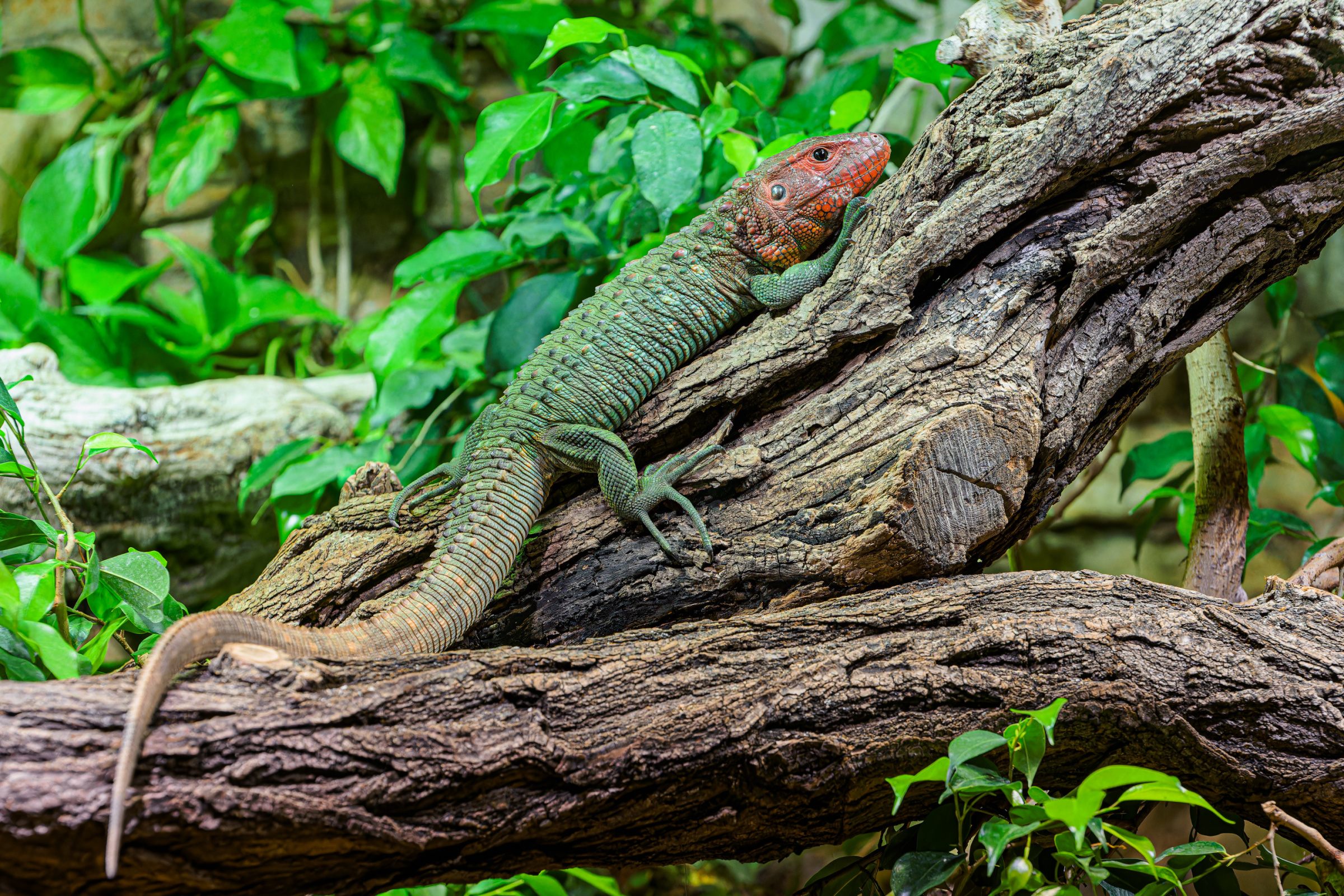 The group of year-old lizards in the Terrarium in the lower part of Prague Zoo are now about 60 cm in length, however, as adults they can be up to twice that length and weigh around four kilograms. Photo Petr Hamerník, Prague Zoo