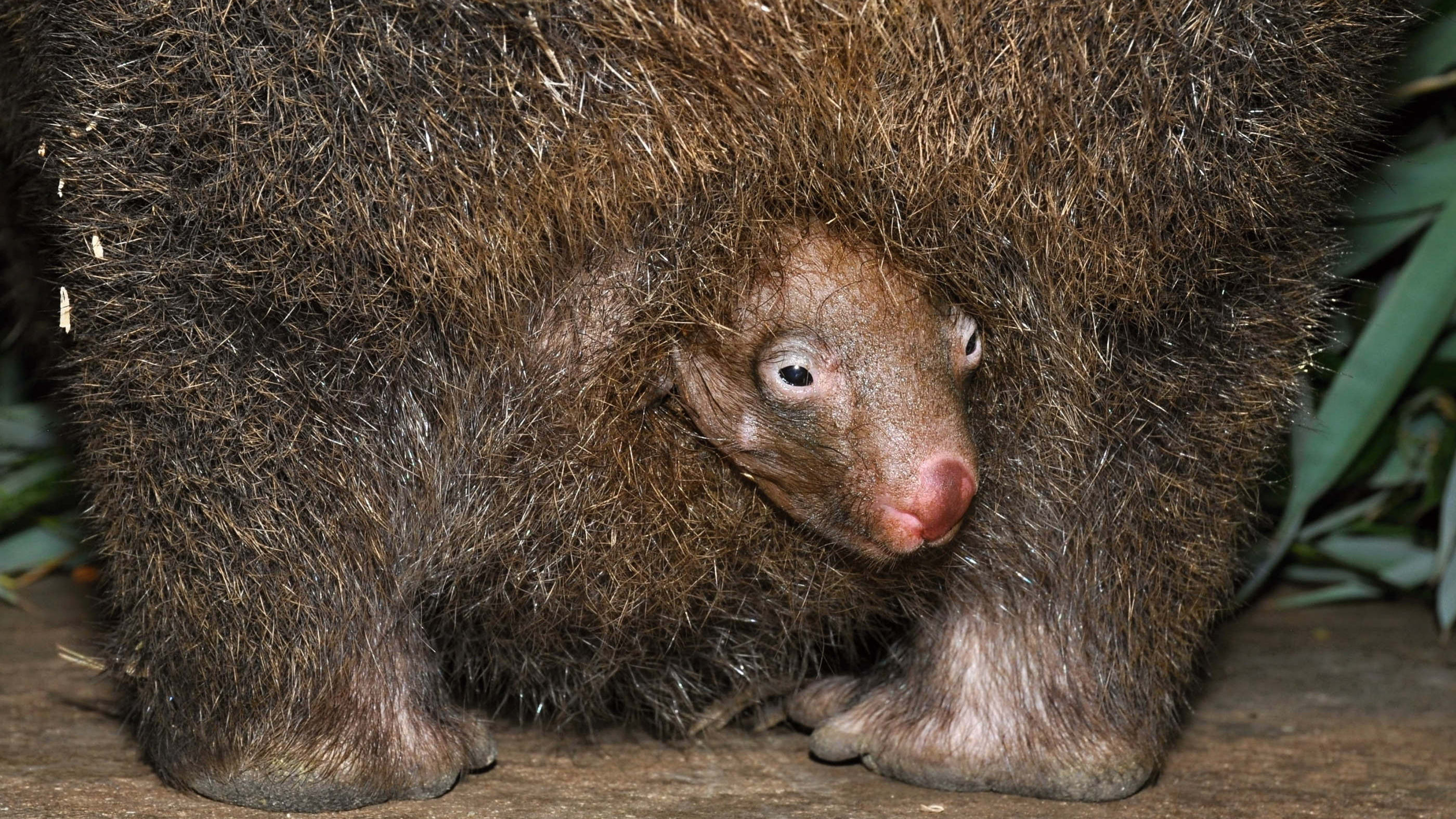 Unlike that of kangaroos, a wombat’s pouch opens towards the rear. This means visitors hoping to catch a glimpse of Winkleigh’s offspring should try viewing her from behind. Photo by Roman Vodička, Prague Zoo