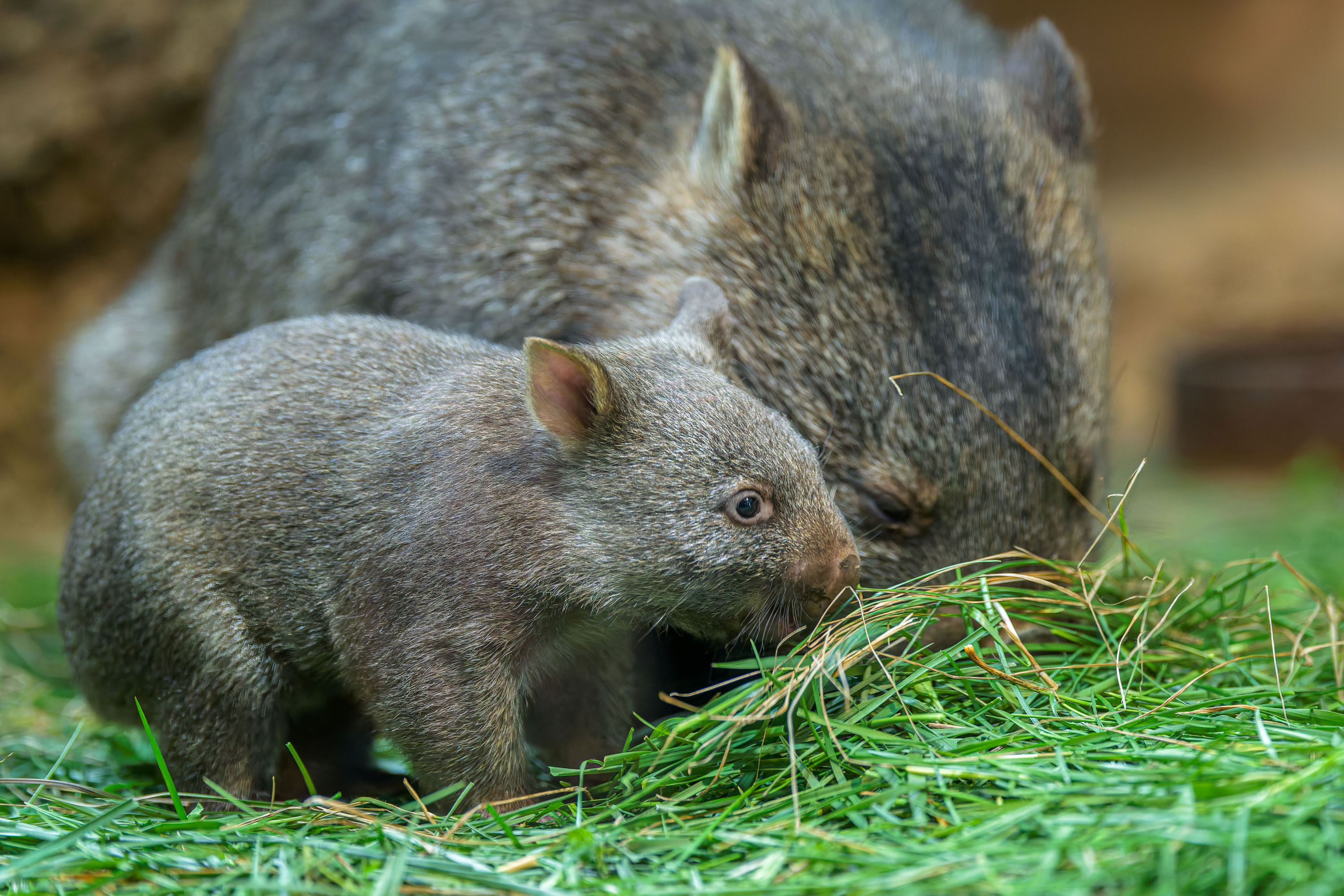 The patron of Prague Zoo’s wombat breeding programme, actor Ondřej Sokol, will introduce the new joey to the public on Saturday, 18 April. Photo: Petr Hamerník, Prague Zoo