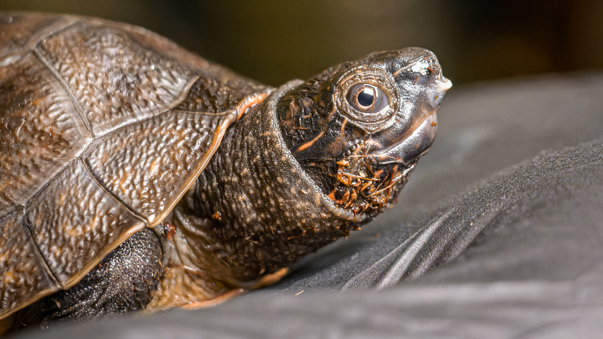 The egg tooth, used to break through the thick eggshell, is clearly visible on the snout of a young Bornean river turtle. Photo: Petr Hamerník, Prague Zoo