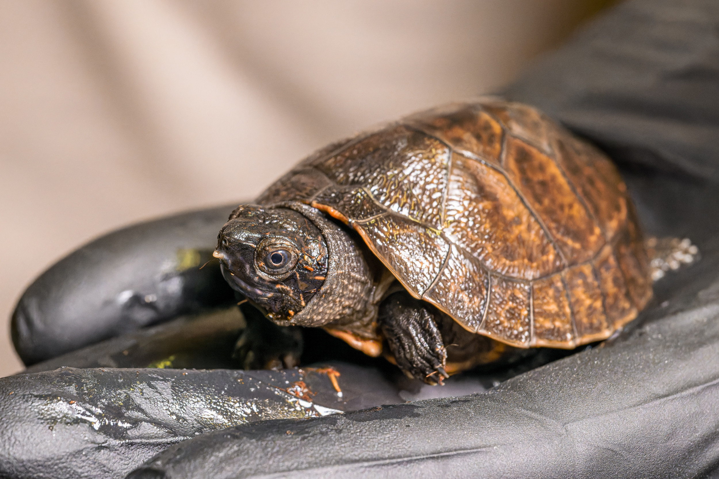 Young Bornean river turtles measure less than ten centimetres in length and weigh a few dozen grams. As adults, they rank among the largest freshwater turtles on the planet. Males can weigh up to 50 kilograms and reach a shell length of up to 80 centimetres. Photo: Petr Hamerník, Prague Zoo