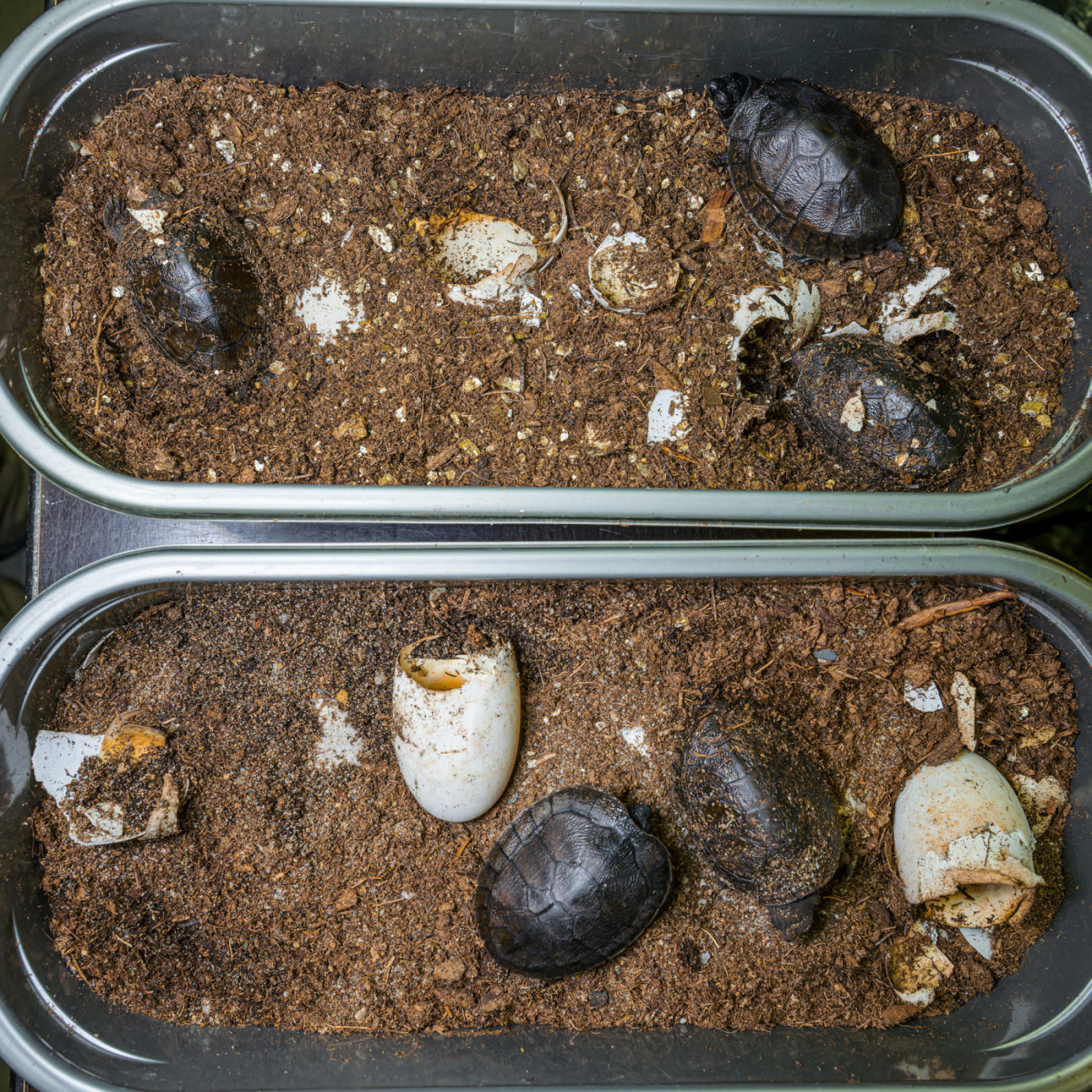 All five Bornean river turtles that hatched this year at Prague Zoo. The incubation box is also visible. Photo: Petr Hamerník, Prague Zoo