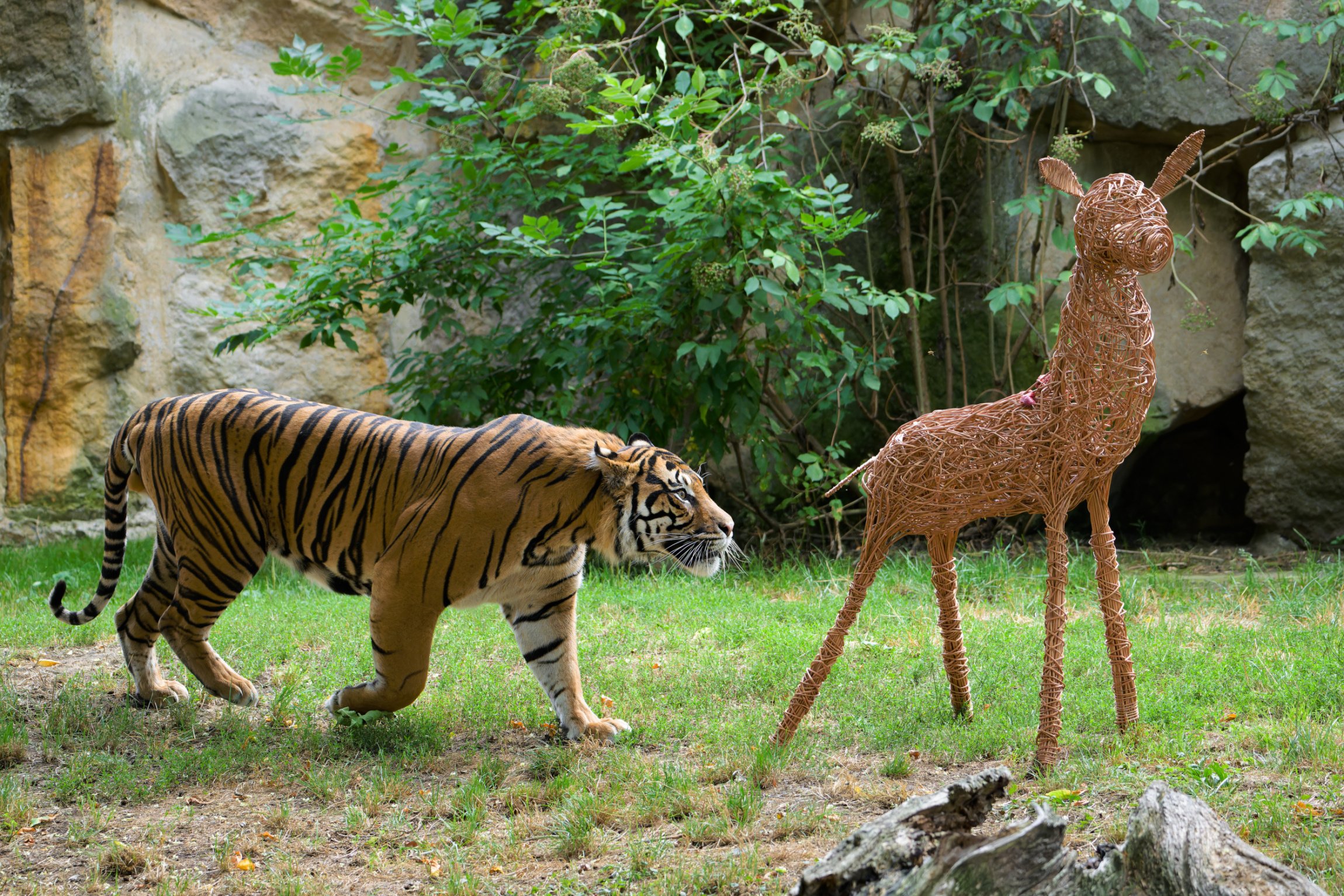 Achilles “hunts” his gift in the form of food enrichment – a wicker doe filled with meat. Photo Petr Hamerník, Prague Zoo
