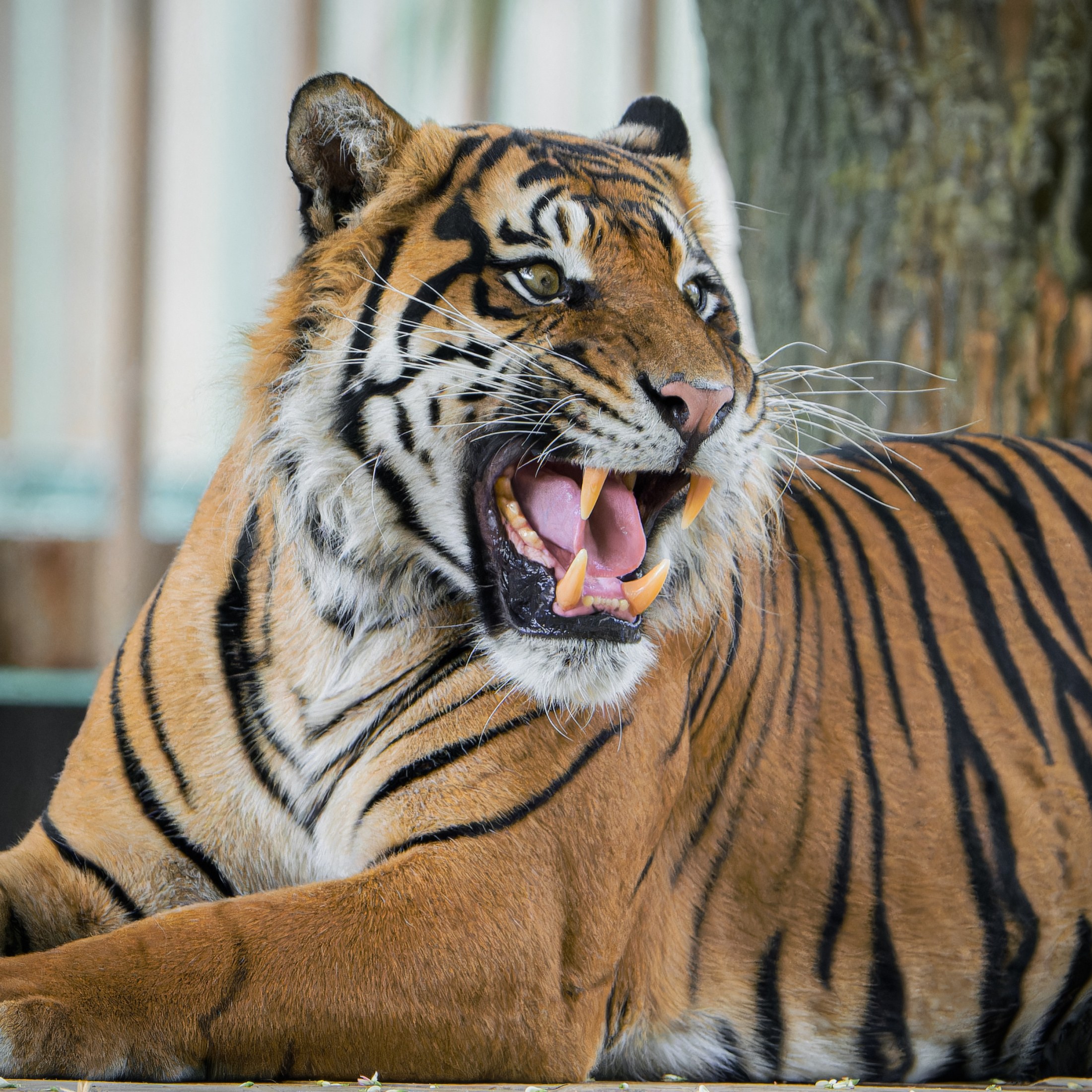 Achilles is still getting used to his new surroundings. He’s adapting slowly, but peacefully. Photo Petr Hamerník, Prague Zoo