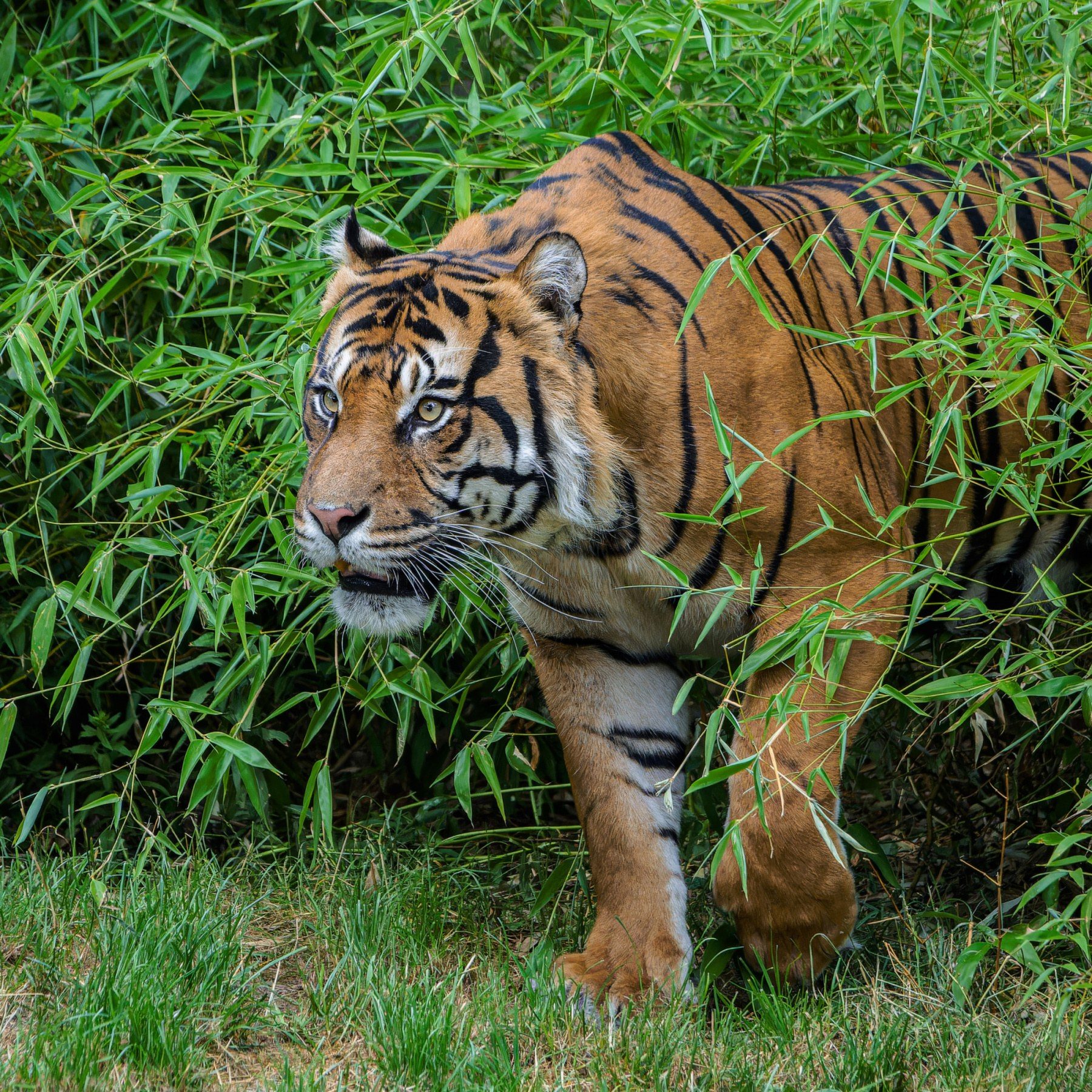 Achilles likes to explore the vegetation in the enclosure and also loves the raised wooden platforms that afford him a good view of his surroundings. Photo Petr Hamerník, Prague Zoo