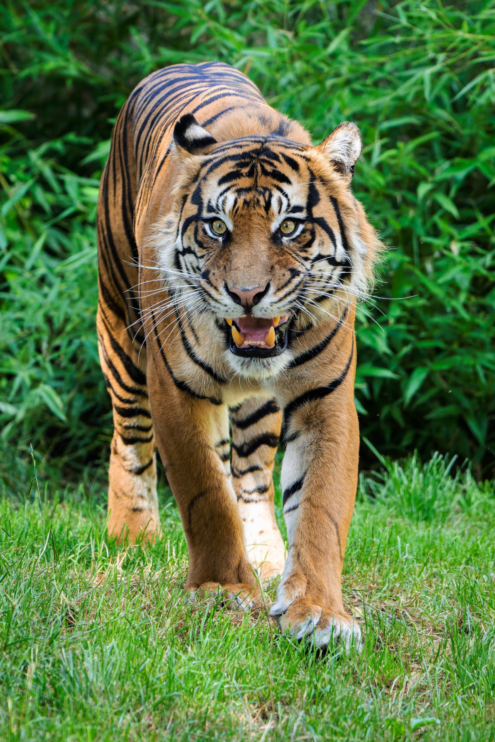 Nine-year-old Achilles offers great promise that Prague will start breeding this rare subspecies. It is difficult to foresee, but if all goes well, four-year-old Surya could be pregnant this year. Photo Petr Hamerník, Prague Zoo