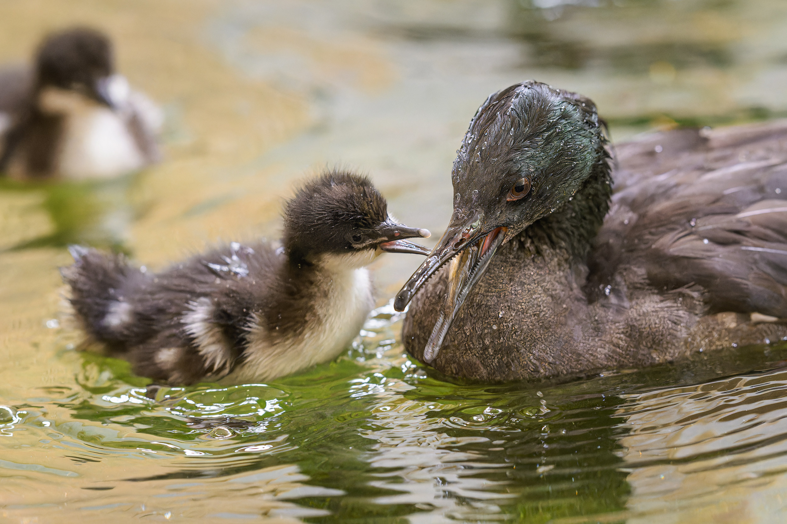 The contrasting colouring of the chick next to one of its parents. Photo: Petr Hamerník, Prague Zoo