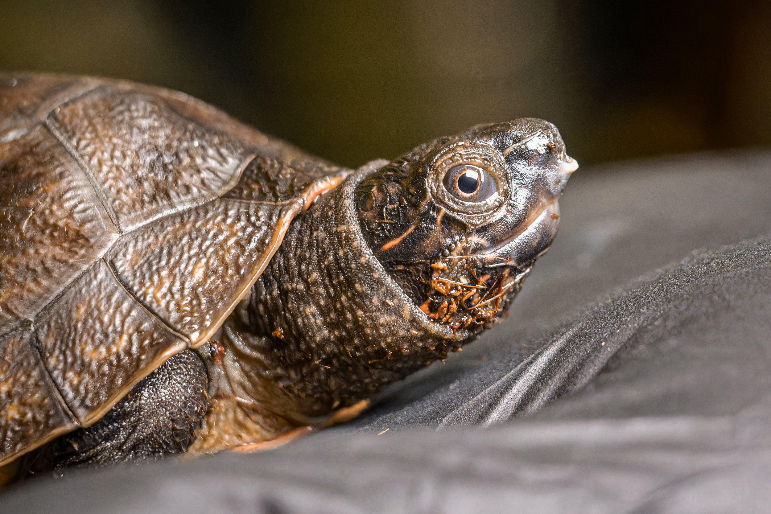 The egg tooth is clearly visible on the hatchling’s snout. Photo: Petr Hamerník, Prague Zoo