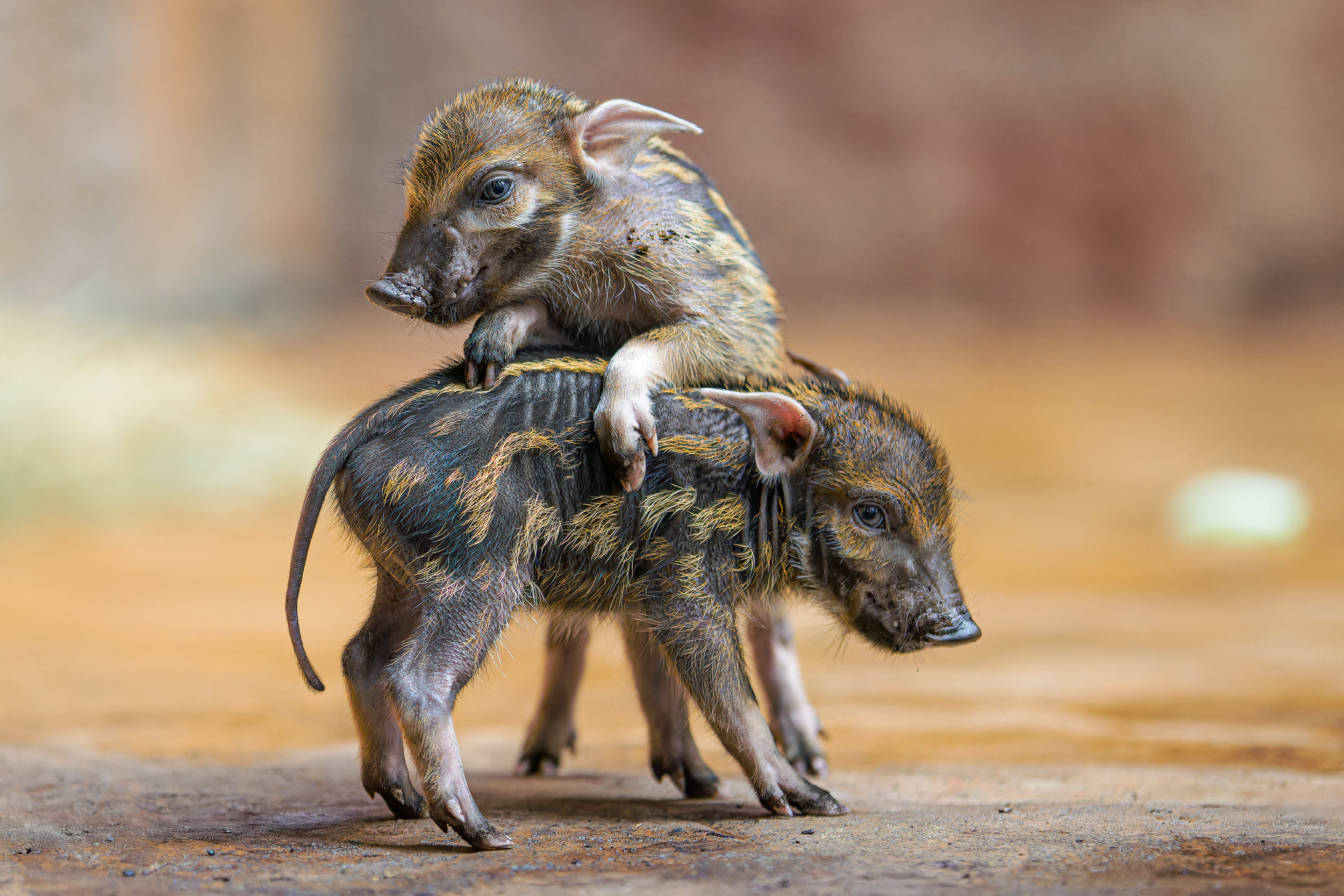 Red river hog piglets playing in the Dja Reserve. Photo: Petr Hamerník, Prague Zoo
