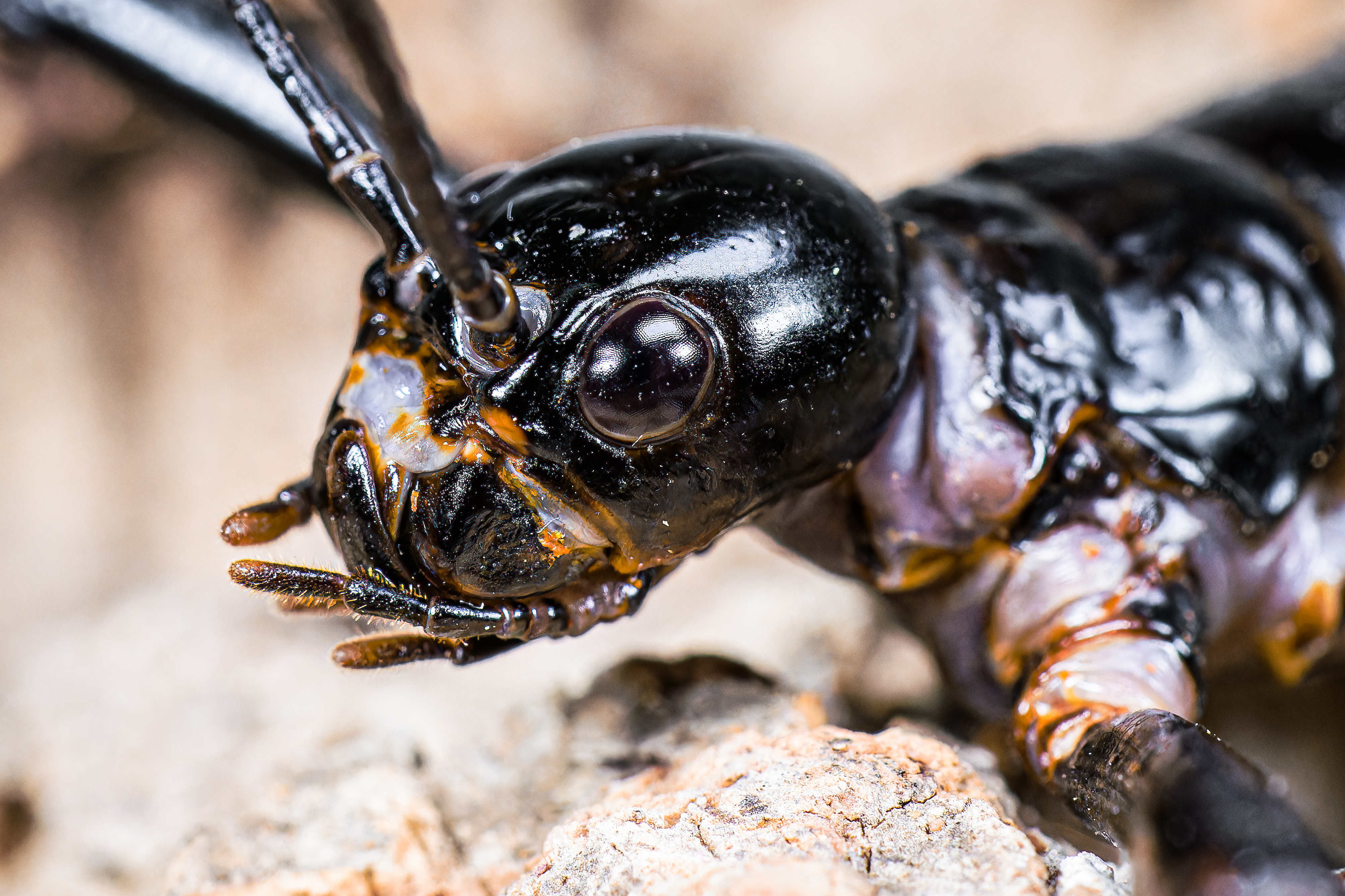 A close up of an adult from Prague's first generation. Photo: Petr Hamerník, Prague Zoo 