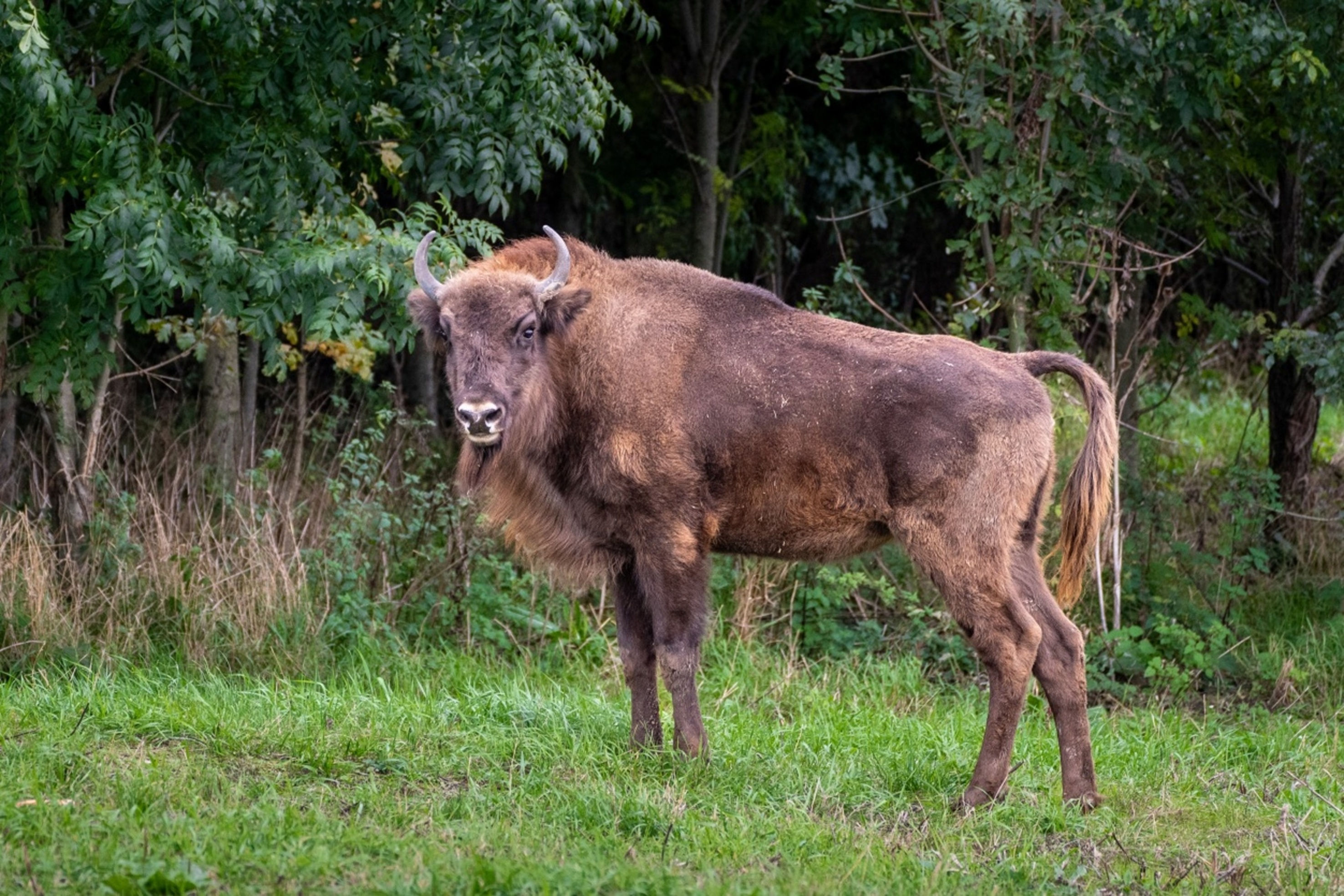 Omega a two-year-old female in the enclosure in September. Photo: Oliver Le Que, Prague Zoo 