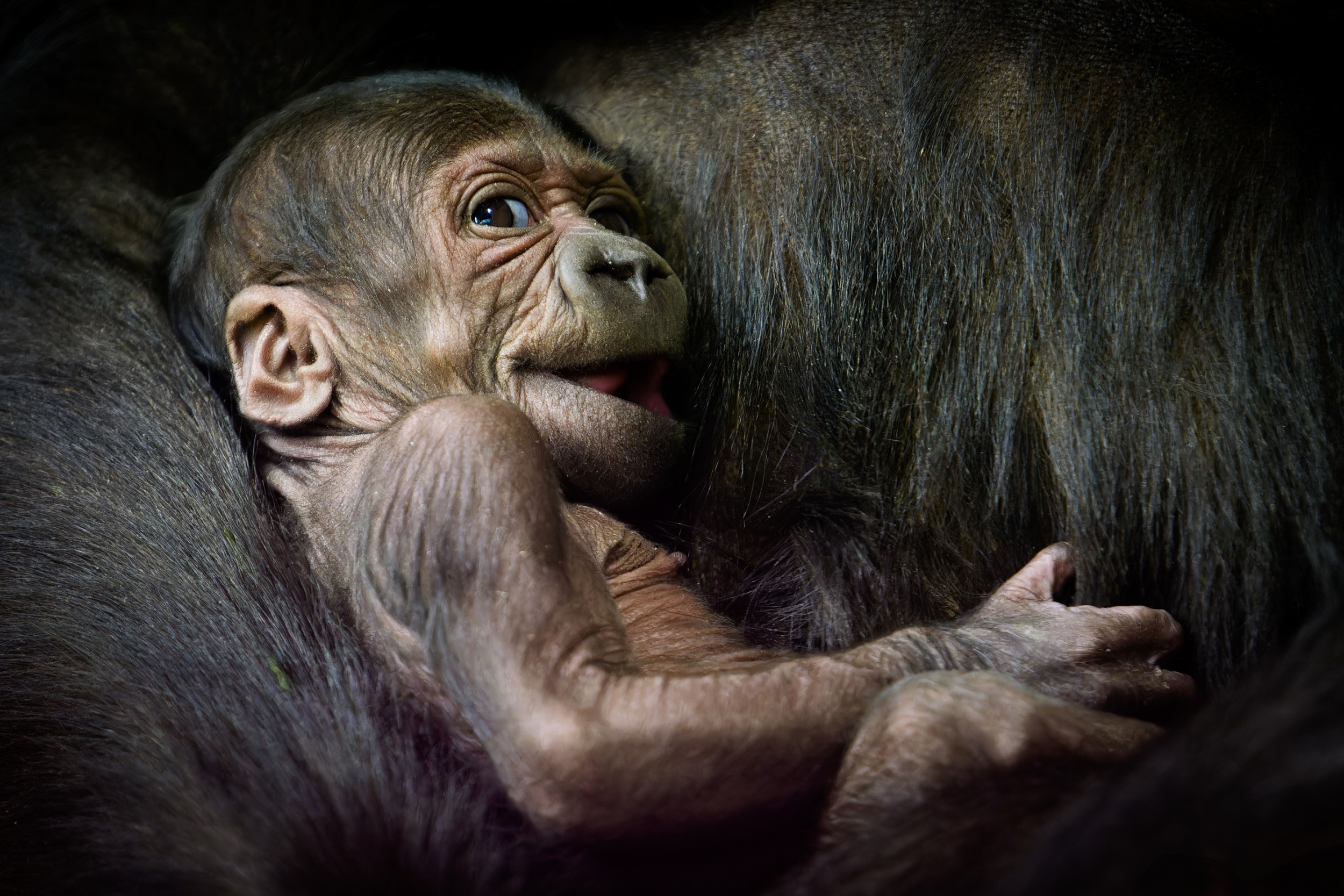 Kijivu’s baby girl, born at Prague Zoo on 12 April. One month later - on 11 May – Kijivu’s fifth offspring will be “baptised” by Jane Goodall, the world-famous primatologist and conservationist. Photo Petr Hamerník, Prague Zoo