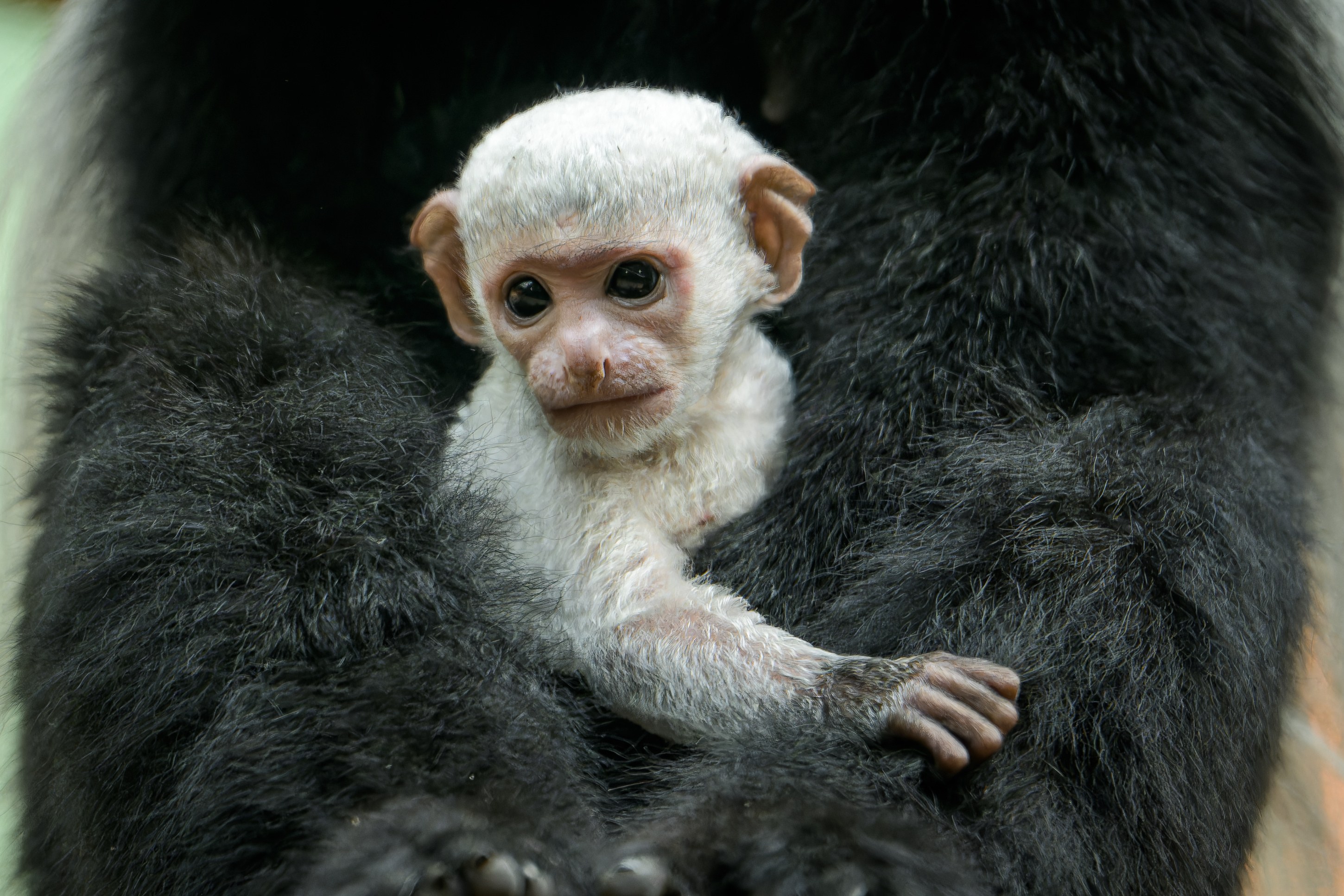 A close-up of the baby born on 20 September at Prague Zoo’s Dja Reserve. Like most members of their genus, guerezas have a vestigial thumb, which makes it easier for these arboreal primates to move around in the branches. Photo: Petr Hamerník, Prague Zoo