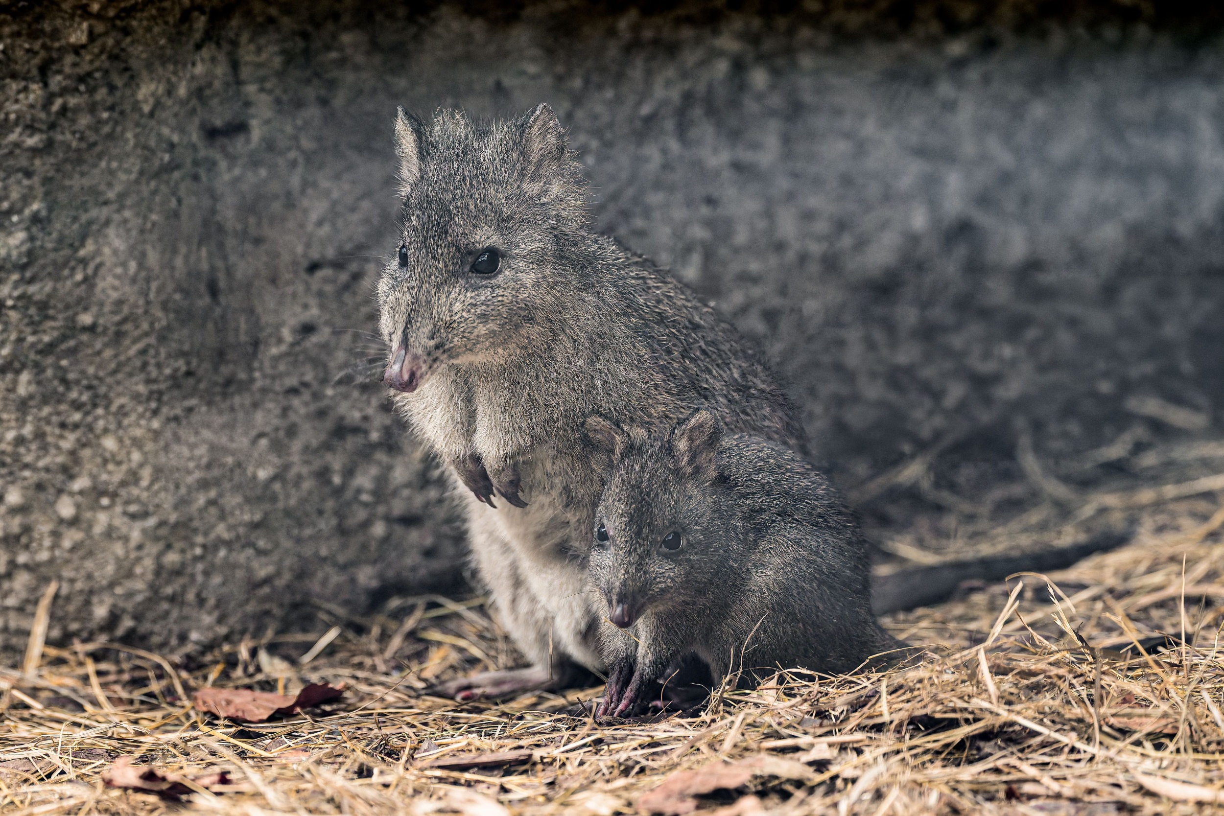 Hop! A small long-nosed potoroo, the second in Prague Zoo’s history, is currently making its first explorations of Darwin Crater. As an adult, this small marsupial’s diet will consist mainly of fungi. Examples of its diet include oyster mushrooms and button mushrooms. The joey is pictured here with its mother. Photo by Petr Hamerník, Prague Zoo
