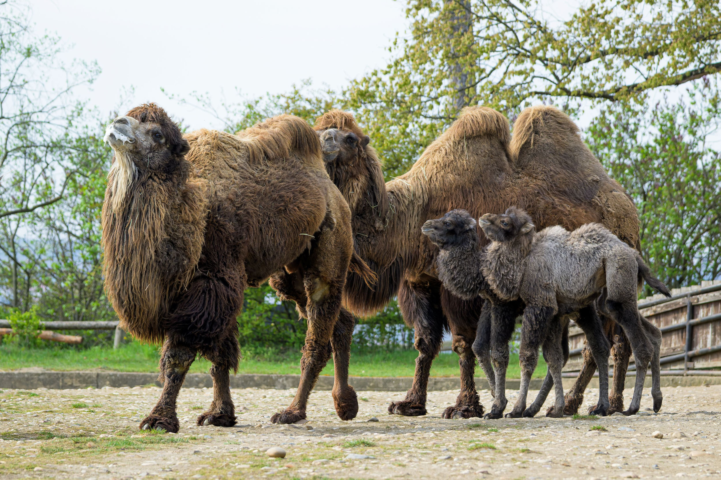Proudly moving forward! Two young Bactrian camels, the ships of the desert, are growing up in the Plains exhibit. Photo by Petr Hamerník, Prague Zoo