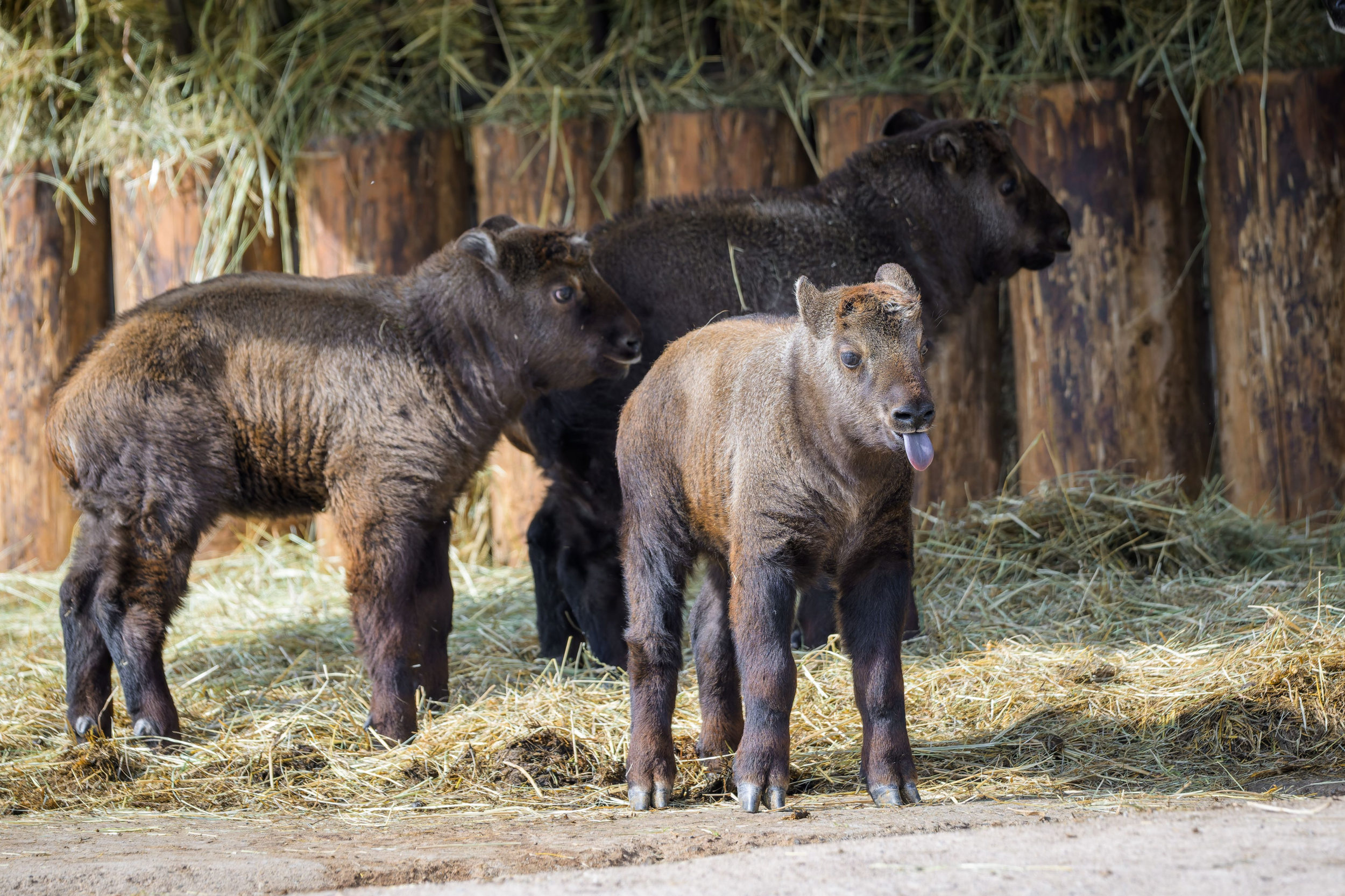 A dozen tiny hooves are currently running around the Mishmi takin enclosure in the zoo’s upper grounds. Three males were born in March. Photo by Petr Hamerník, Prague Zoo