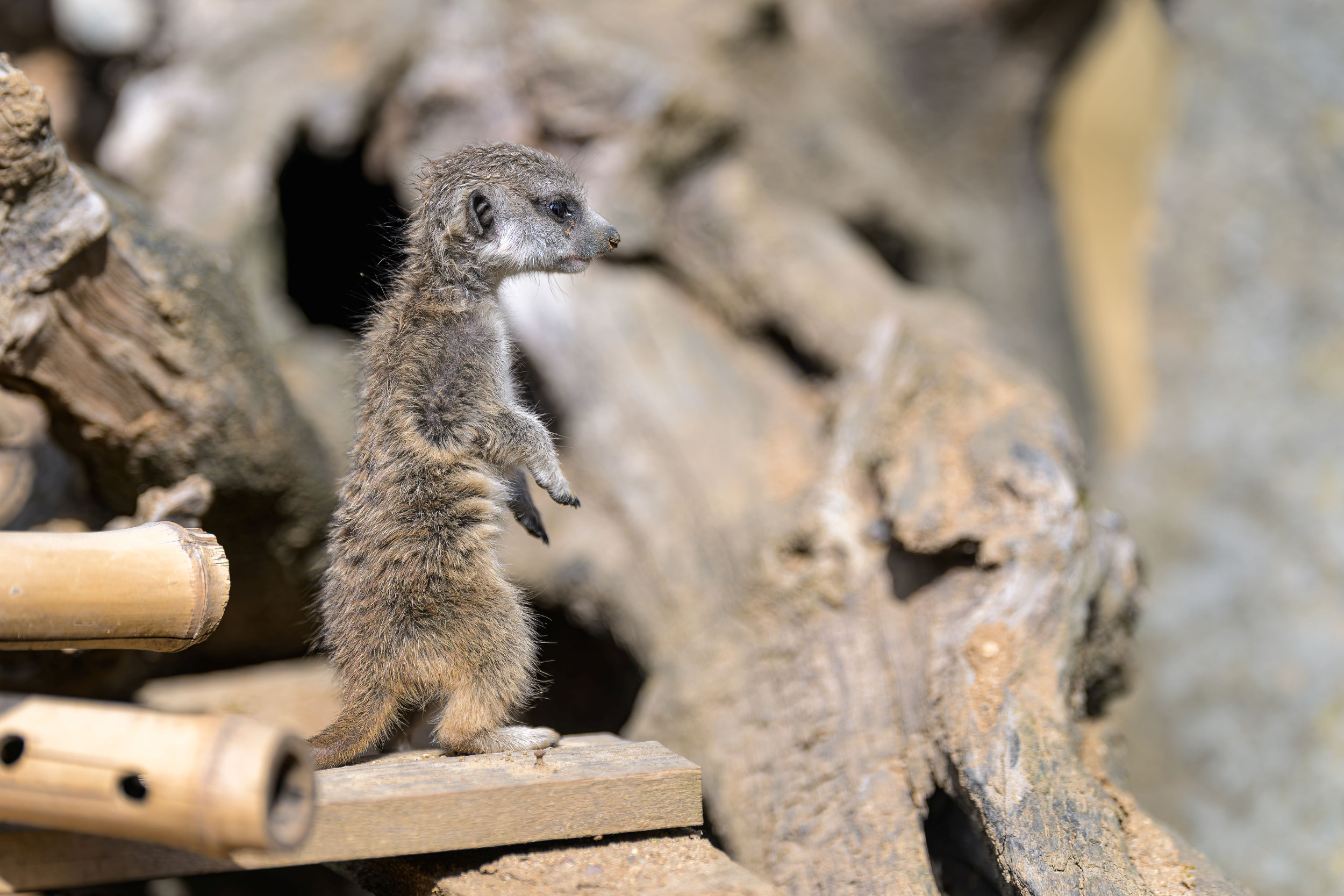 Who’s on lookout duty? The latest addition to the meerkats is currently learning to become a fully fledged member of its mob. Photo by Petr Hamerník, Prague Zoo