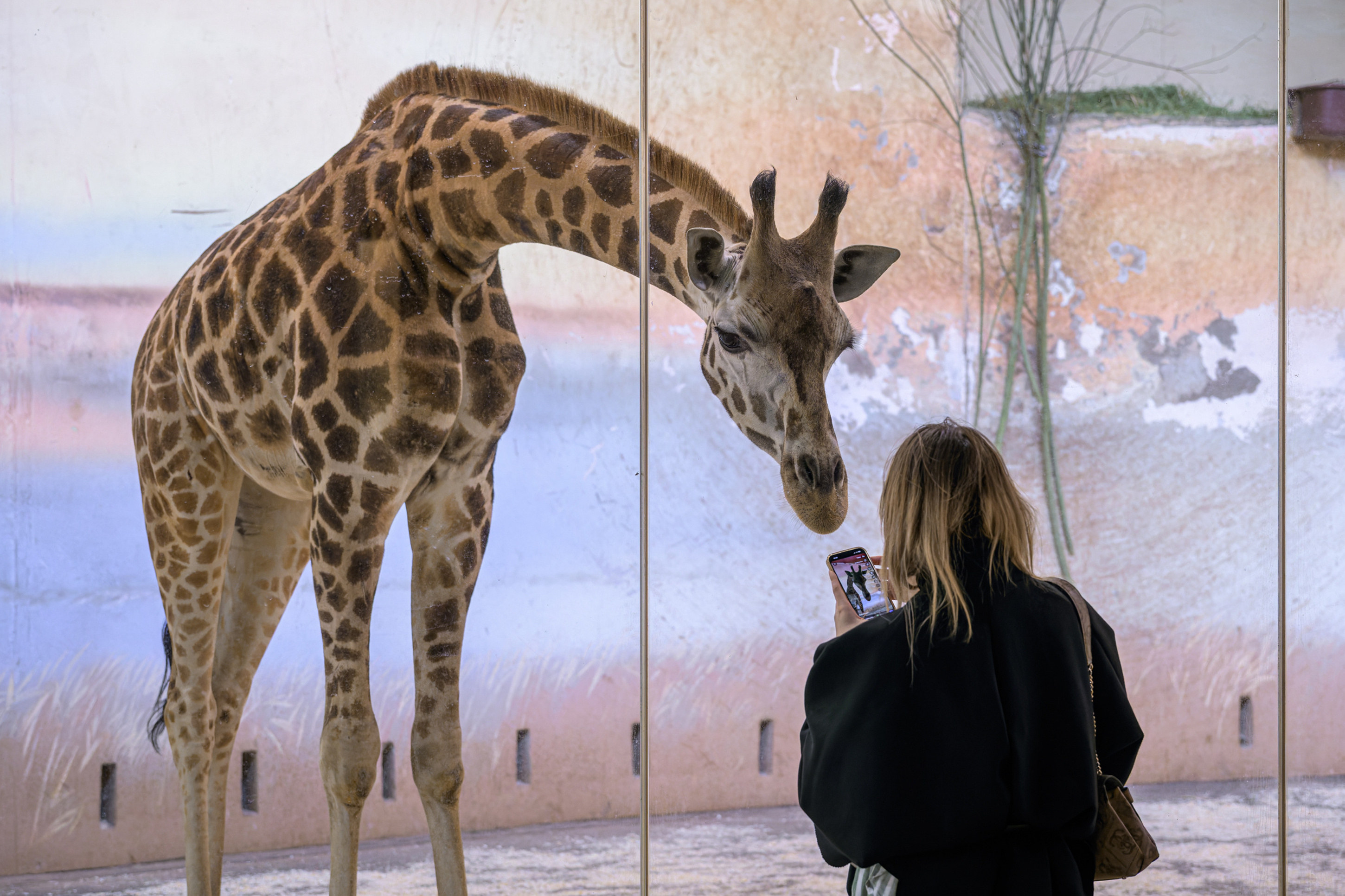 The new giraffe’s first contact with the zoo’s visitors. Photo: Petr Hamerník, Prague Zoo