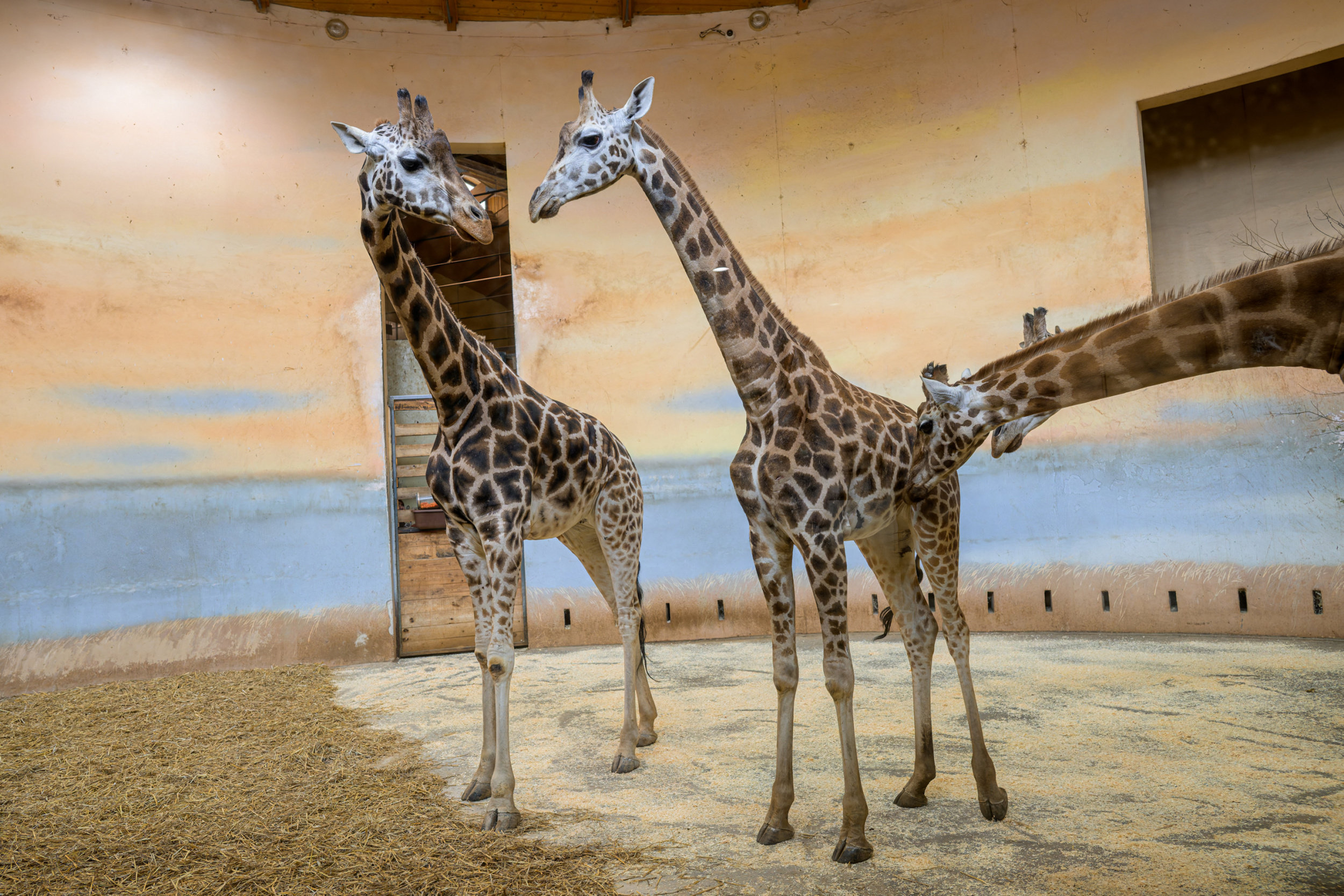 Niara is introduced to Prague’s female giraffes. Photo: Petr Hamerník, Prague Zoo